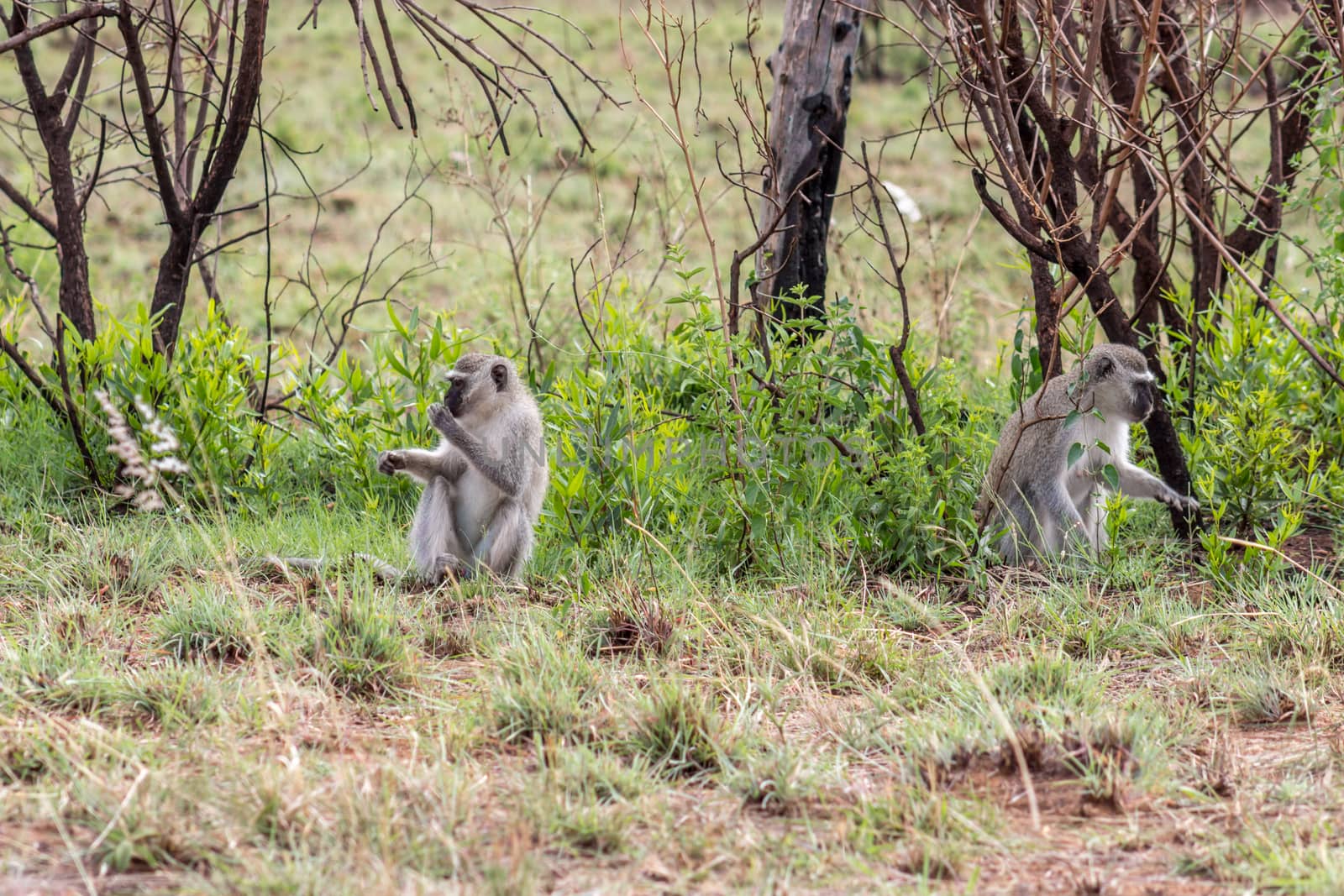 Vervet monkey: Chlorocebus pygerythrus by RiaanAlbrecht