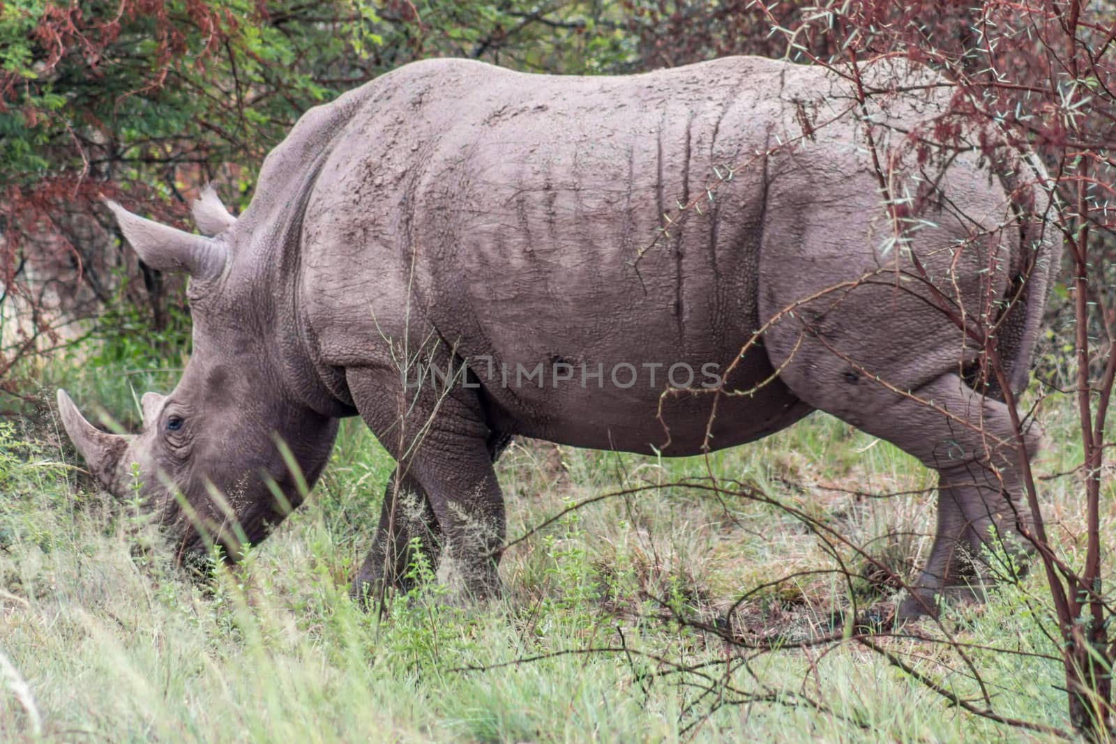 White rhinoceros: Ceratotherium simum by RiaanAlbrecht