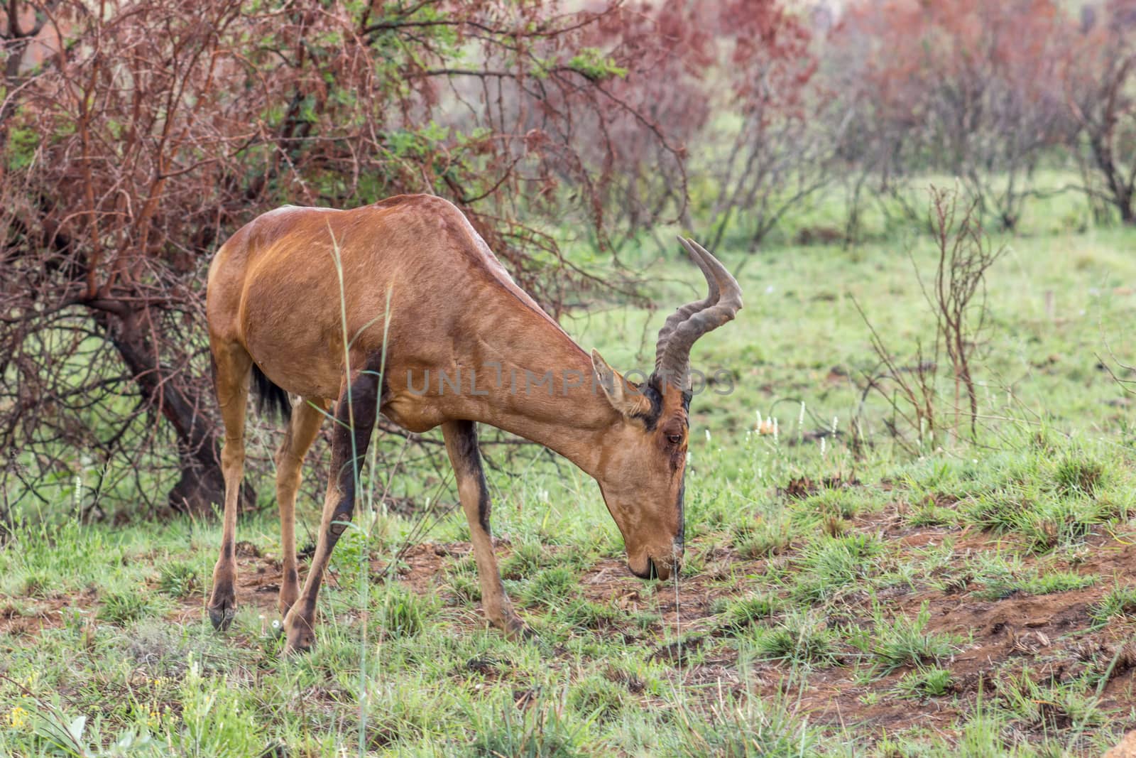 Red hartebeest in Pilanesberg National Park