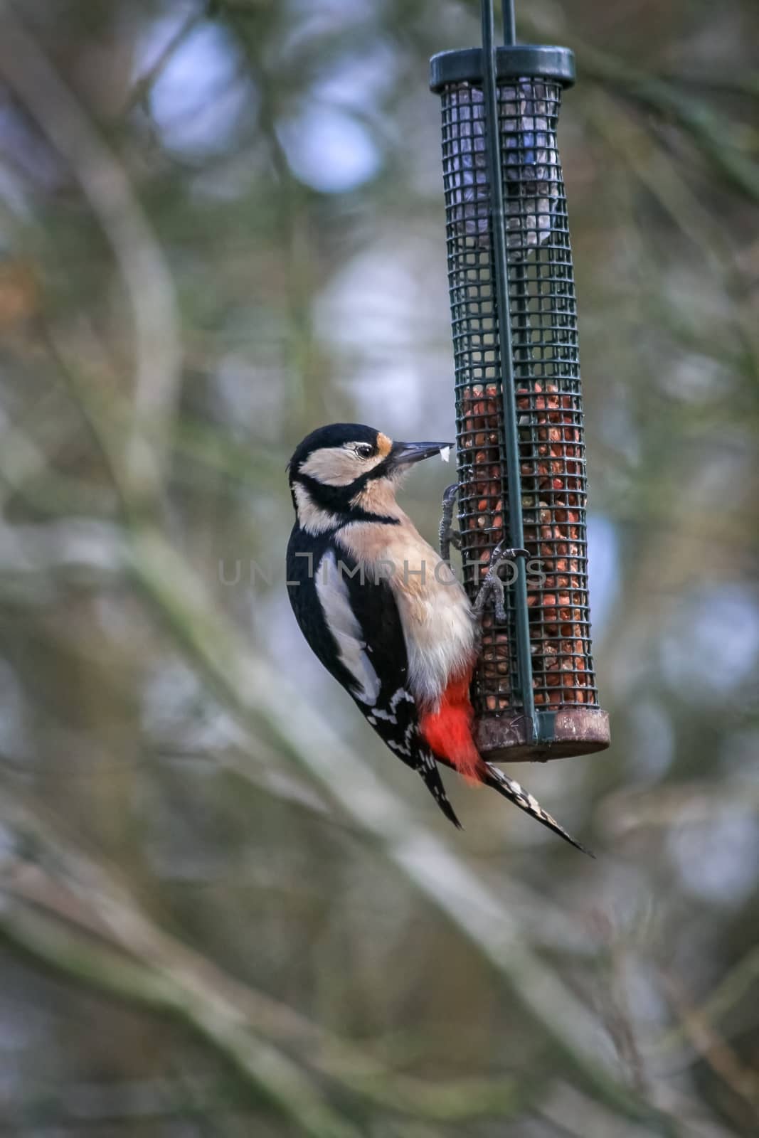 Great Spotted Woodpecker feeding on peanuts by phil_bird