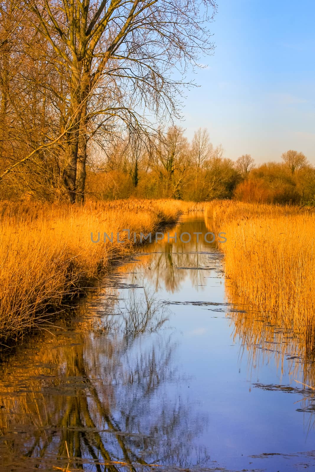 Late afternoon winter sunshine on the Wetlands at Fowlmere Natur by phil_bird