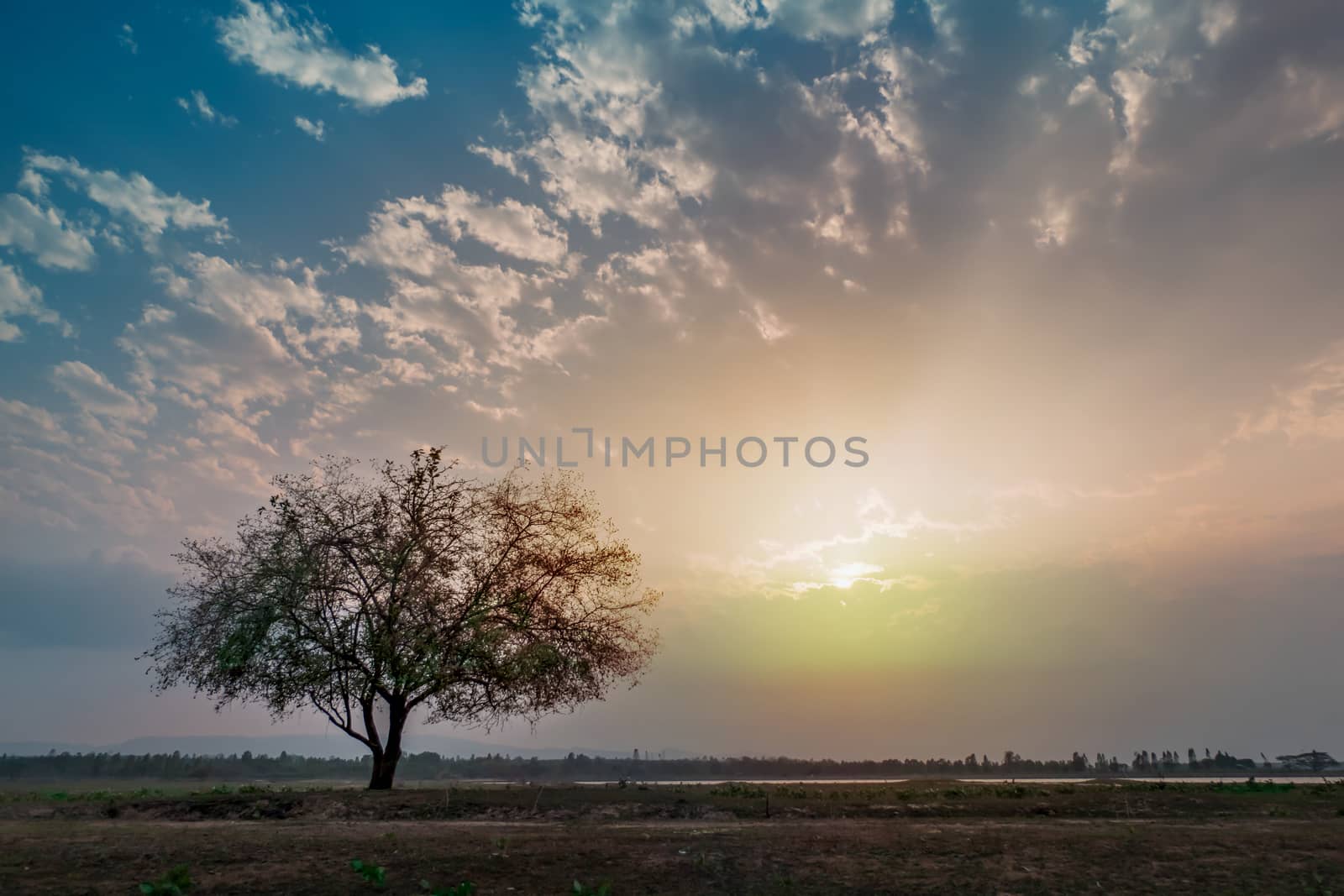  big tree and sky  by rakratchada