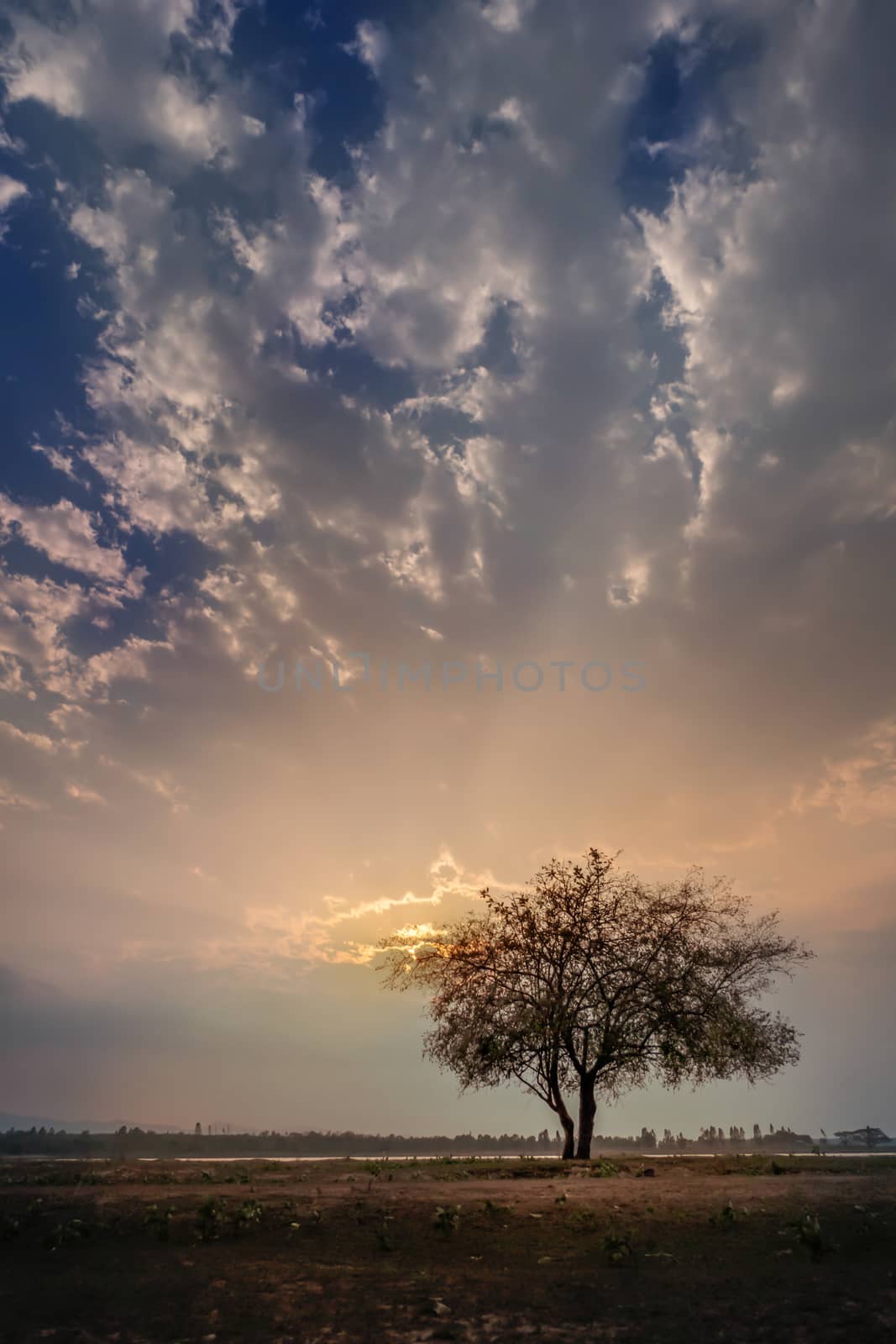  big tree and sky  by rakratchada