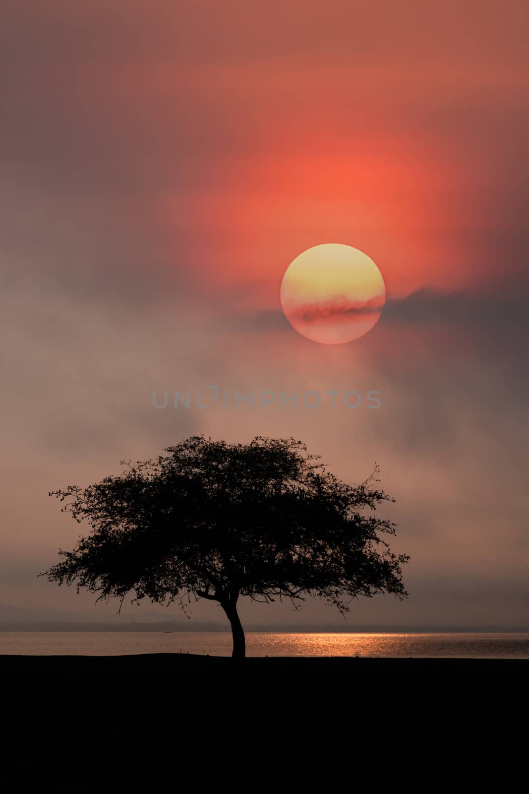 Beautiful scence of big tree with leaves at sunrise sky with clouds at seascape background