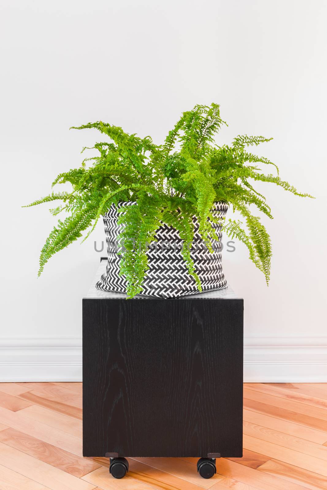 Boston fern plant in a black and white basket, on a side table with wheels.