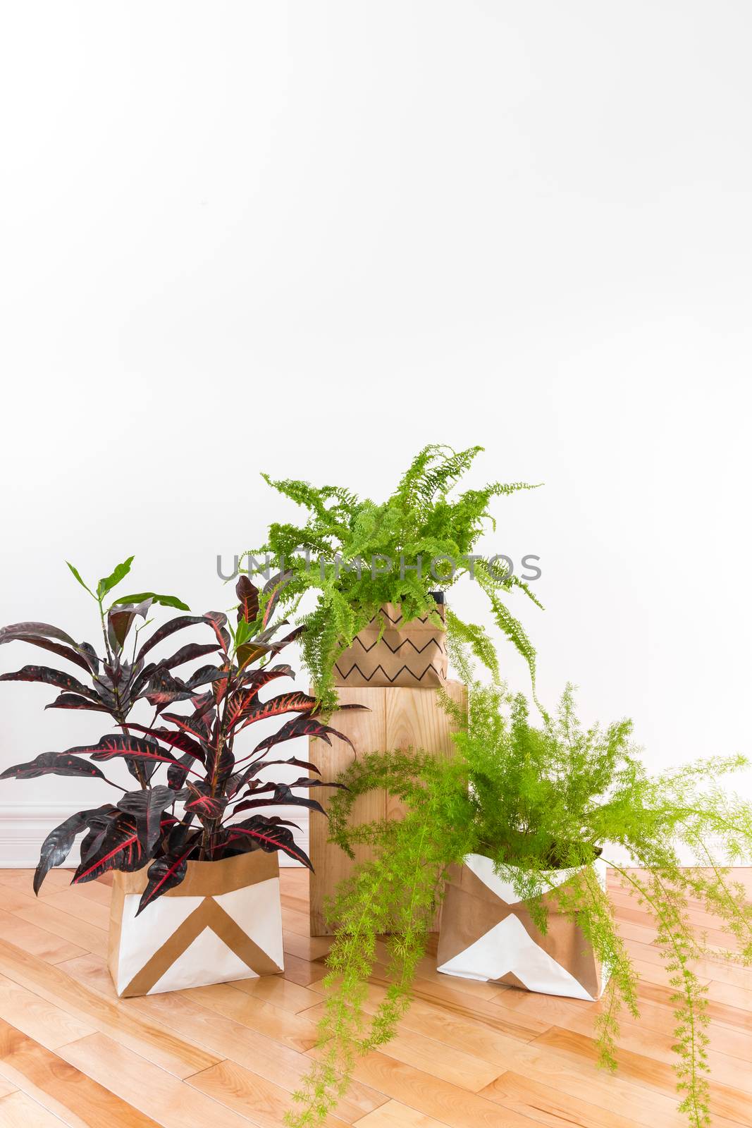 Beautiful green plants in a room with white wall and wooden floor. Boston fern, Asparagus fern and Croton plant. Space for text on the wall.