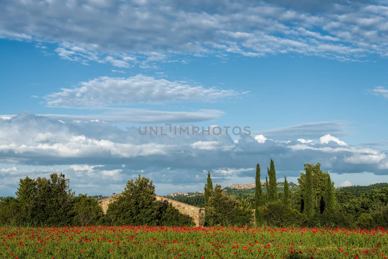 Poppy Field in Tuscany