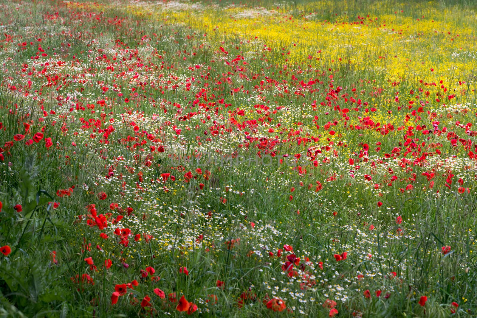 A Field of Spring Flowers in Castiglione del Lago by phil_bird