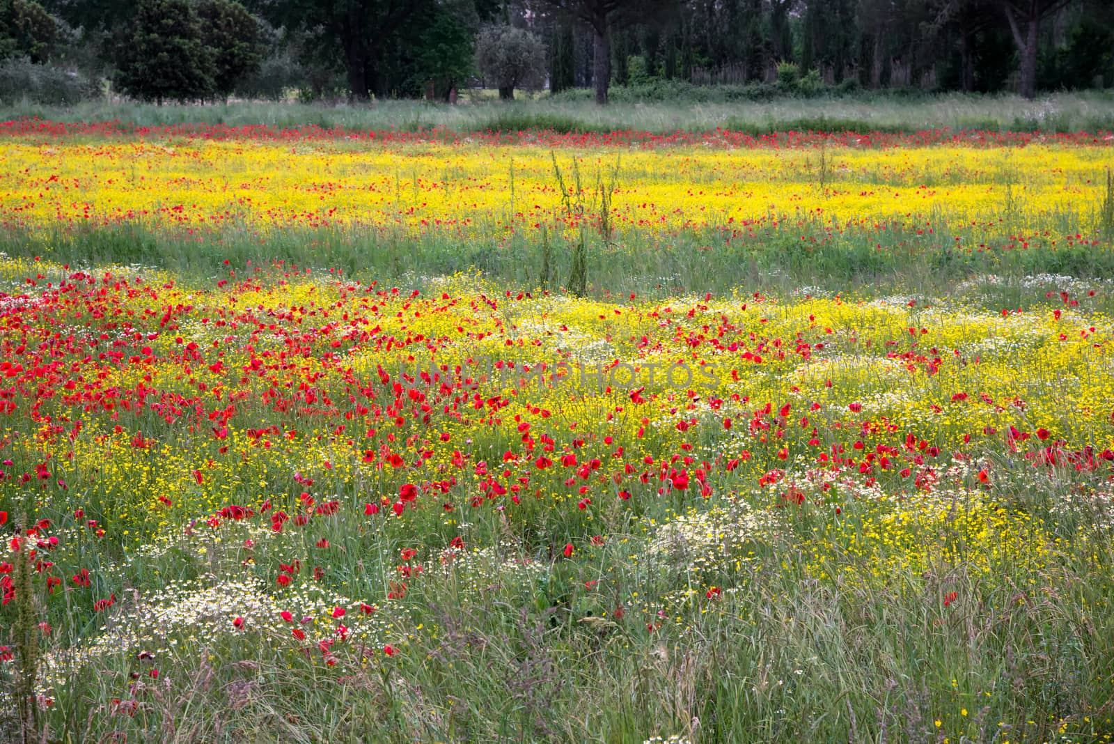 A Field of Spring Flowers in Castiglione del Lago