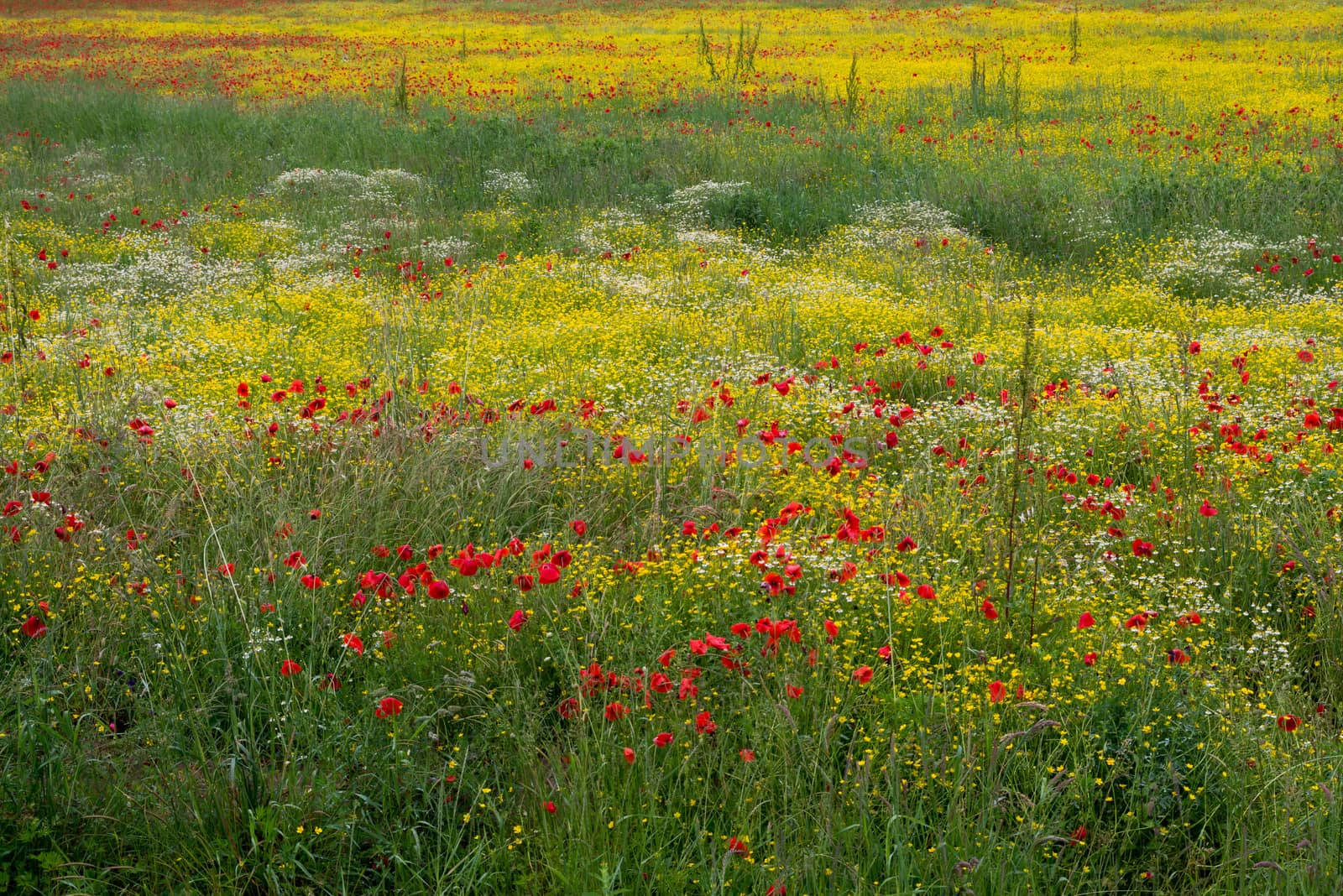 A Field of Spring Flowers in Castiglione del Lago by phil_bird