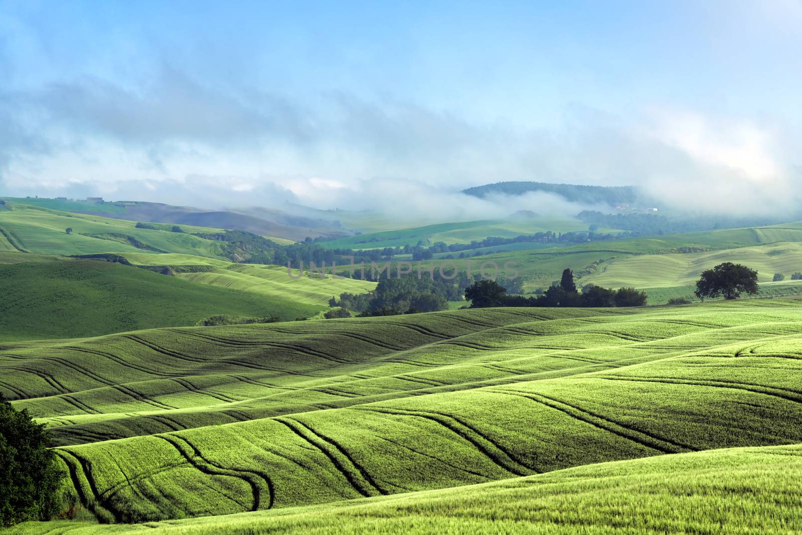 Rolling Hills of Val d'Orcia Tuscany by phil_bird