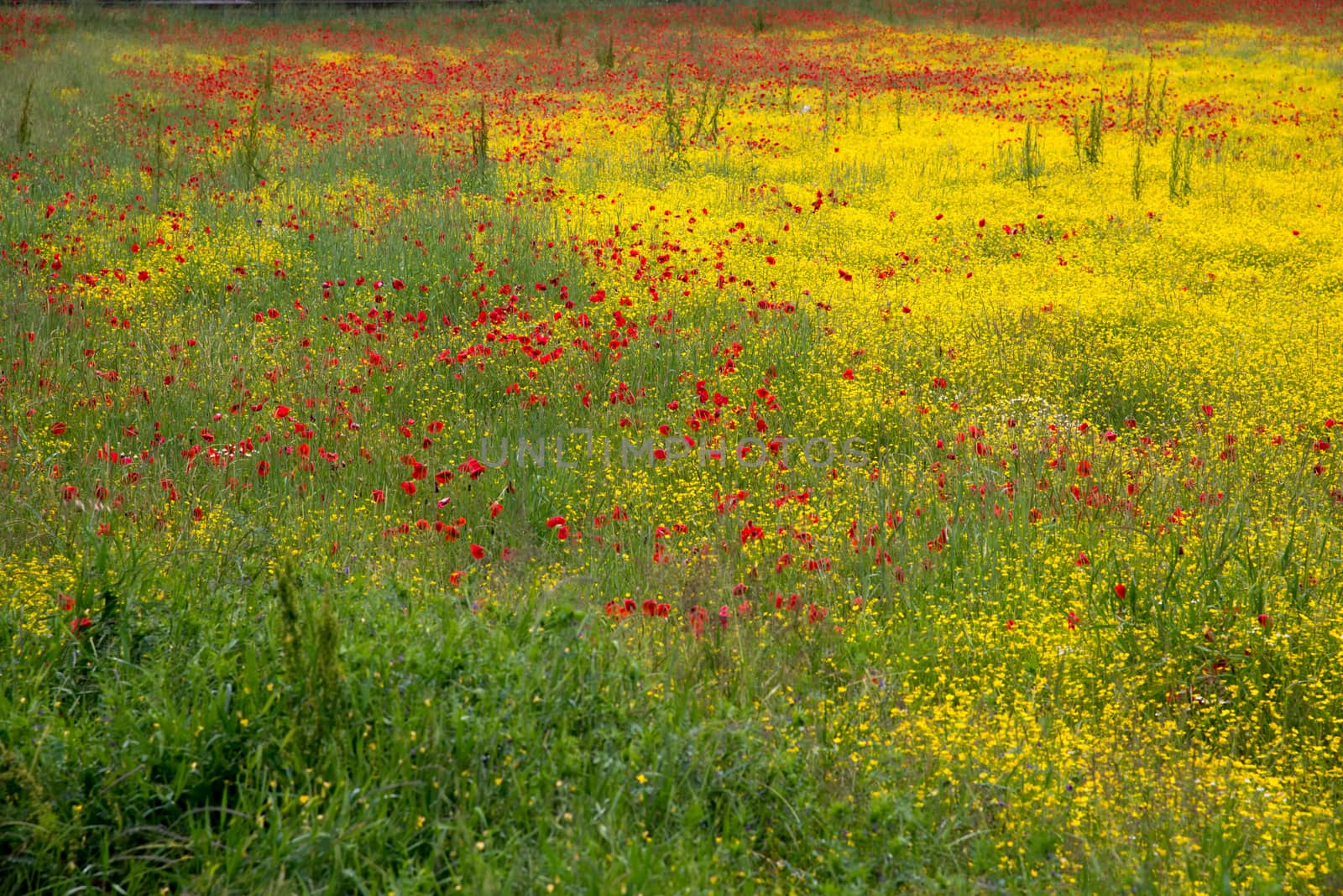 A field of spring flowers in Castiglione del Lago by phil_bird