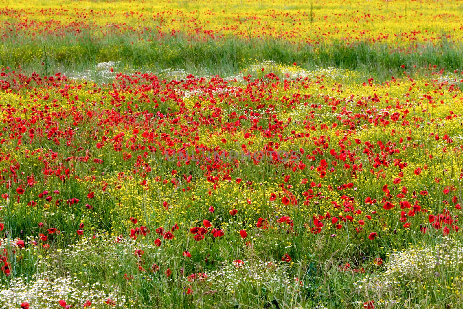 A field of spring flowers in Castiglione del Lago Province of Pe by phil_bird