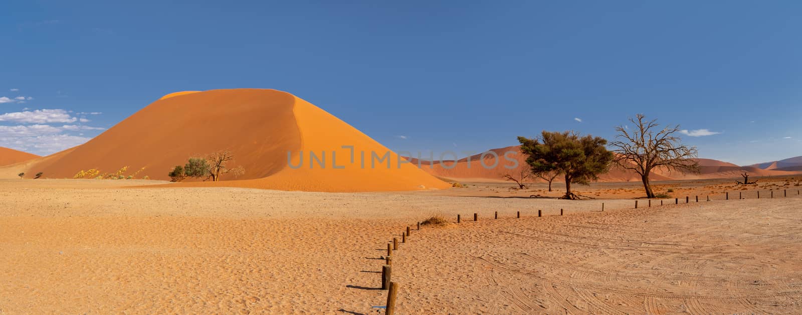 Dune 45 in Sossusvlei, Namibia desert with dead acacia tree. Namibia wilderness