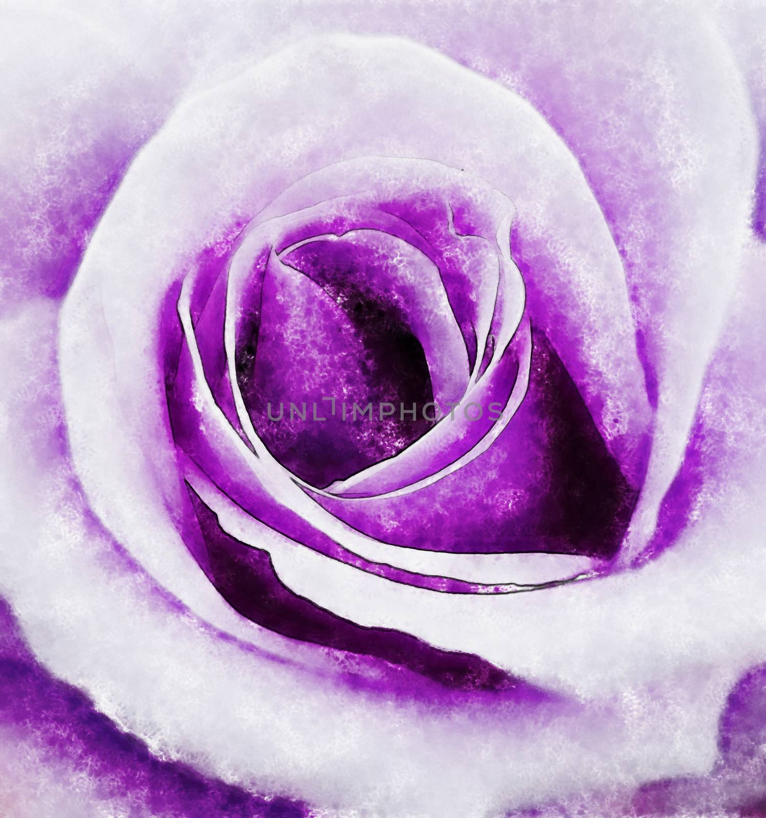Closeup violet rose fine art, digital painting created by hand using several techniques to resemble watercolor on paper.