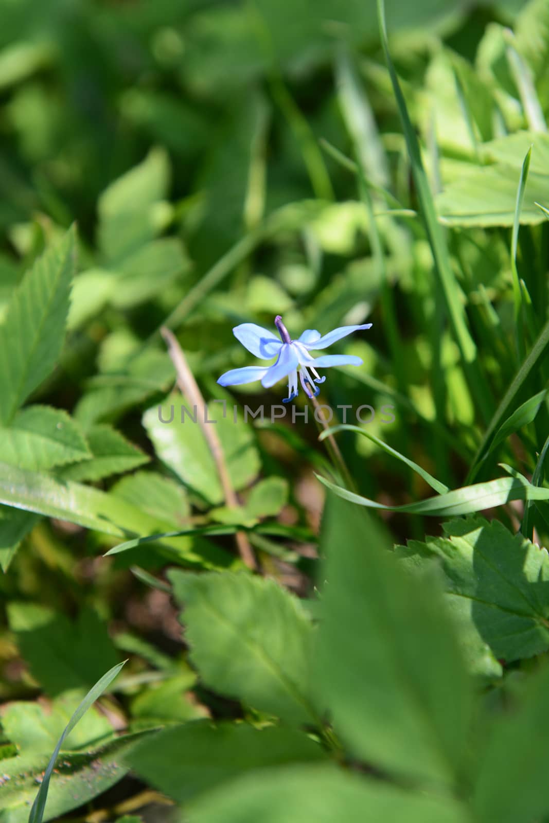 Single blue siberian squill flower, scilla siberica, among green foliage