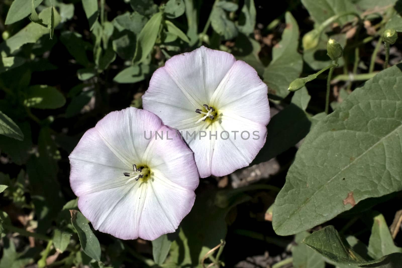 flowers of bindweed, a plant with the Latin name of Convolvulus, weed