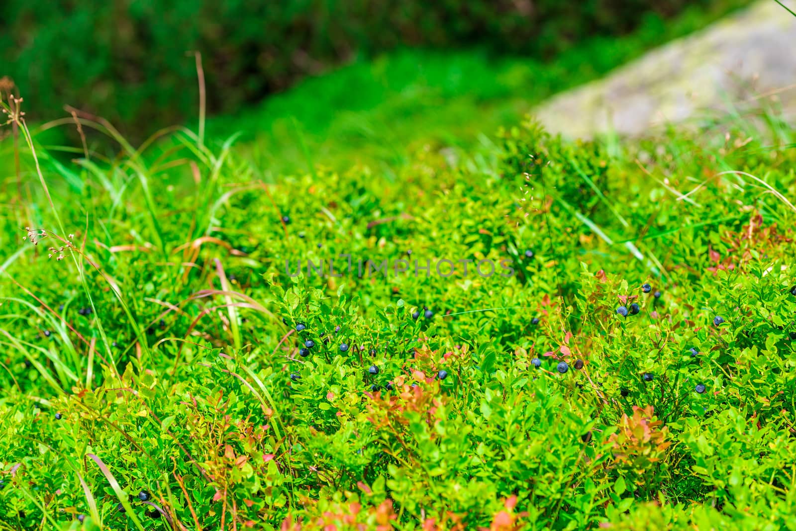 bush with large mature bilberries closeup