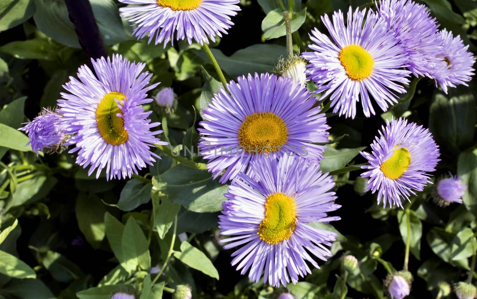 beautiful flowers melkolepestnik with latin name Erigeron