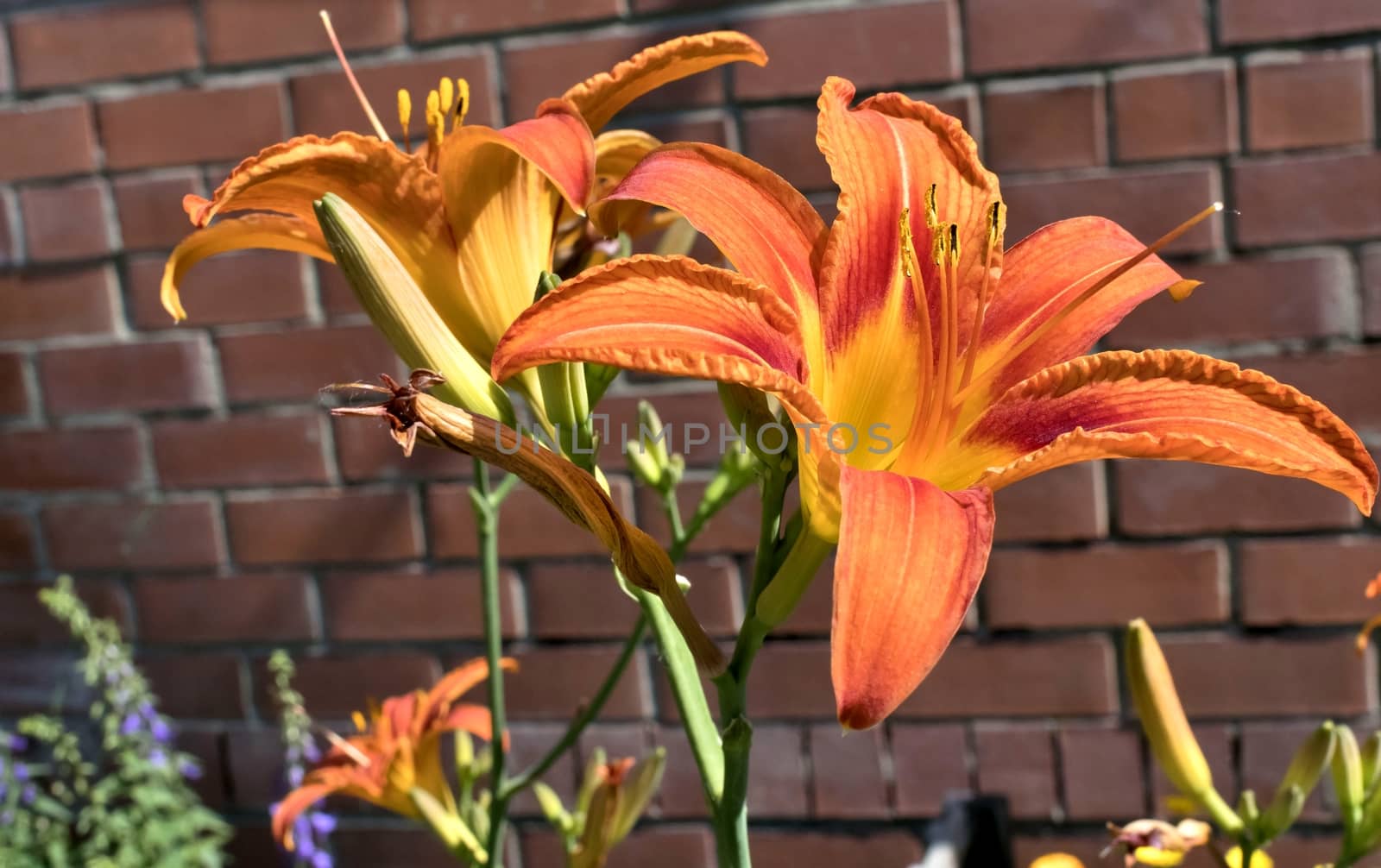 orange tiger Lily flower on blurred nature background, soft focus