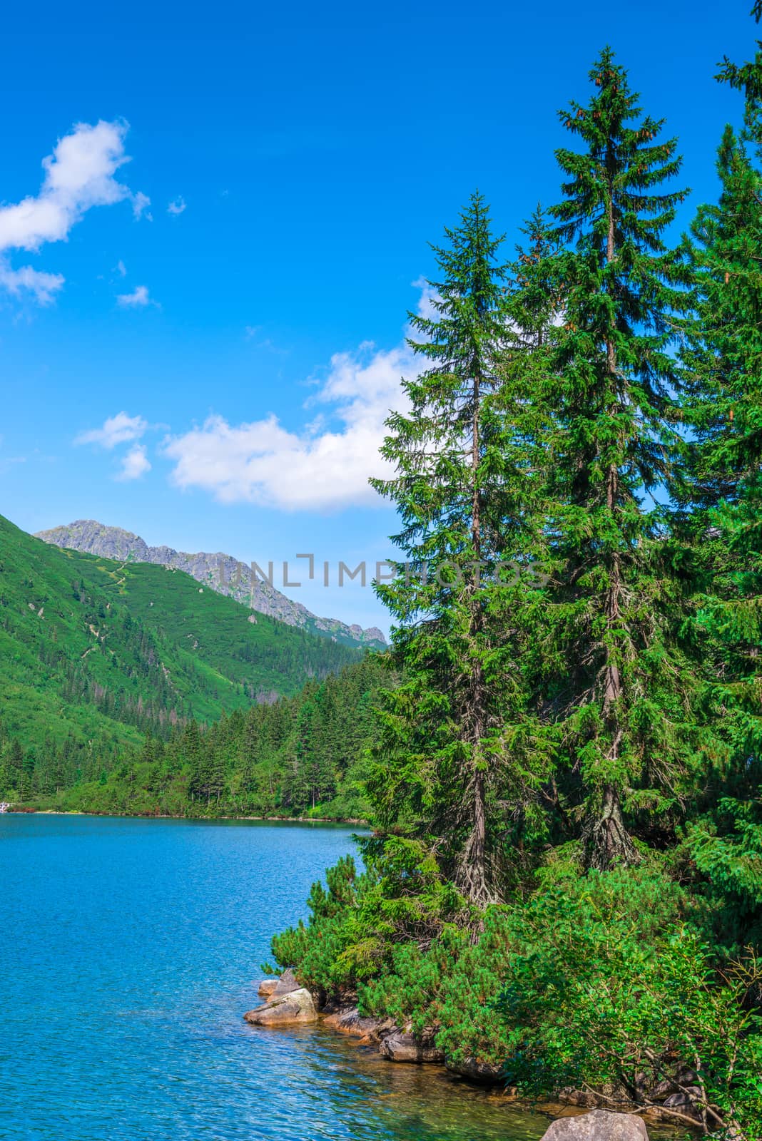 coniferous trees on the shore of a mountain lake Morskie Oko in the Tatra Mountains, Poland