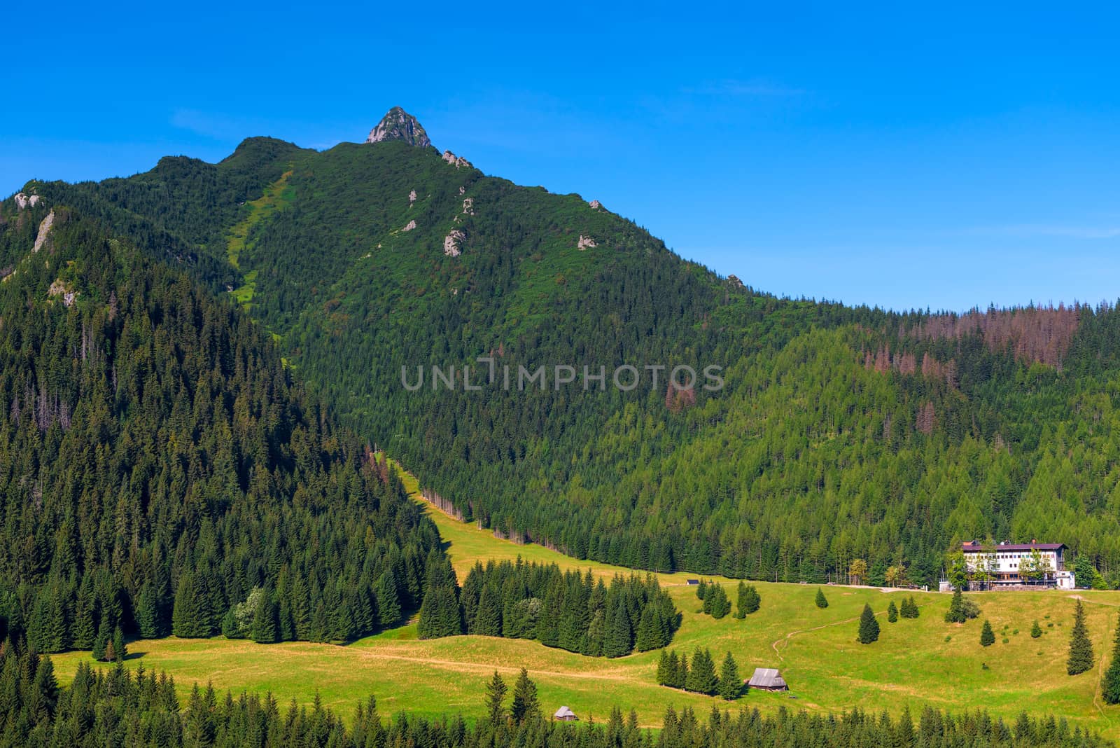 beautiful mountain landscape - mountainside with thick fir trees