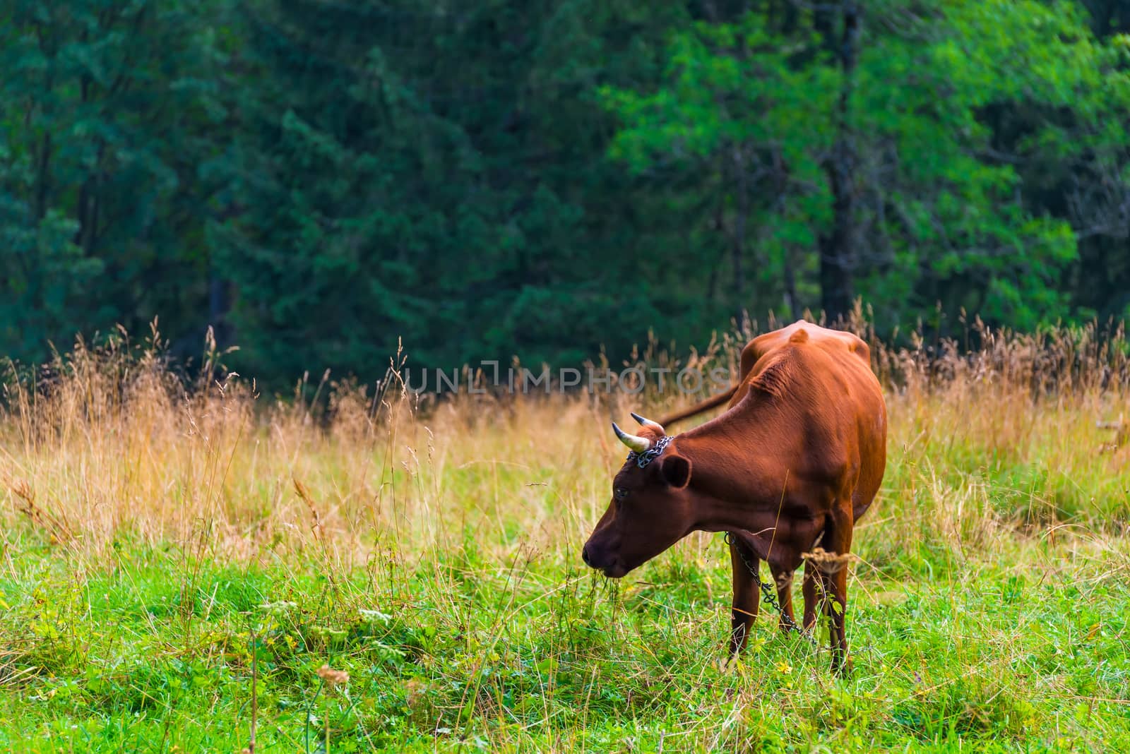 brown cow grazing in a meadow in the Tatra Mountains by kosmsos111