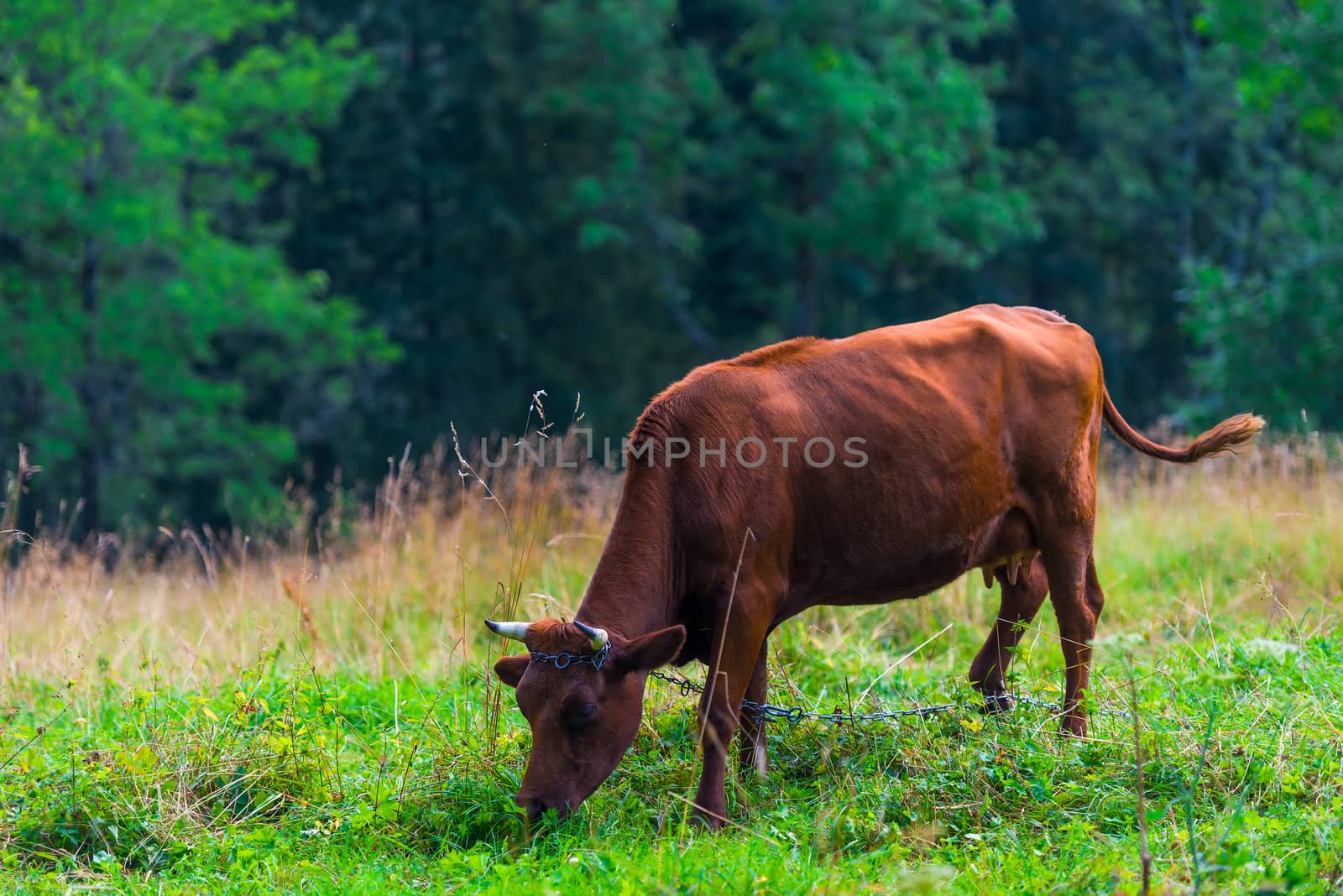 a cow grazes on a meadow in the Tatra mountains, eats grass by kosmsos111