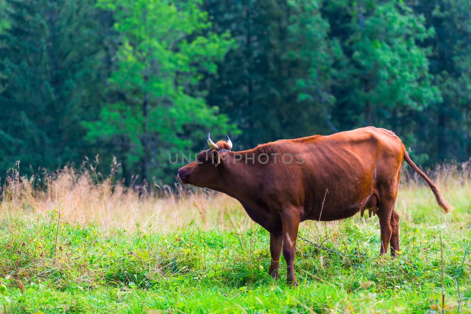 brown cow on a green meadow near the forest by kosmsos111