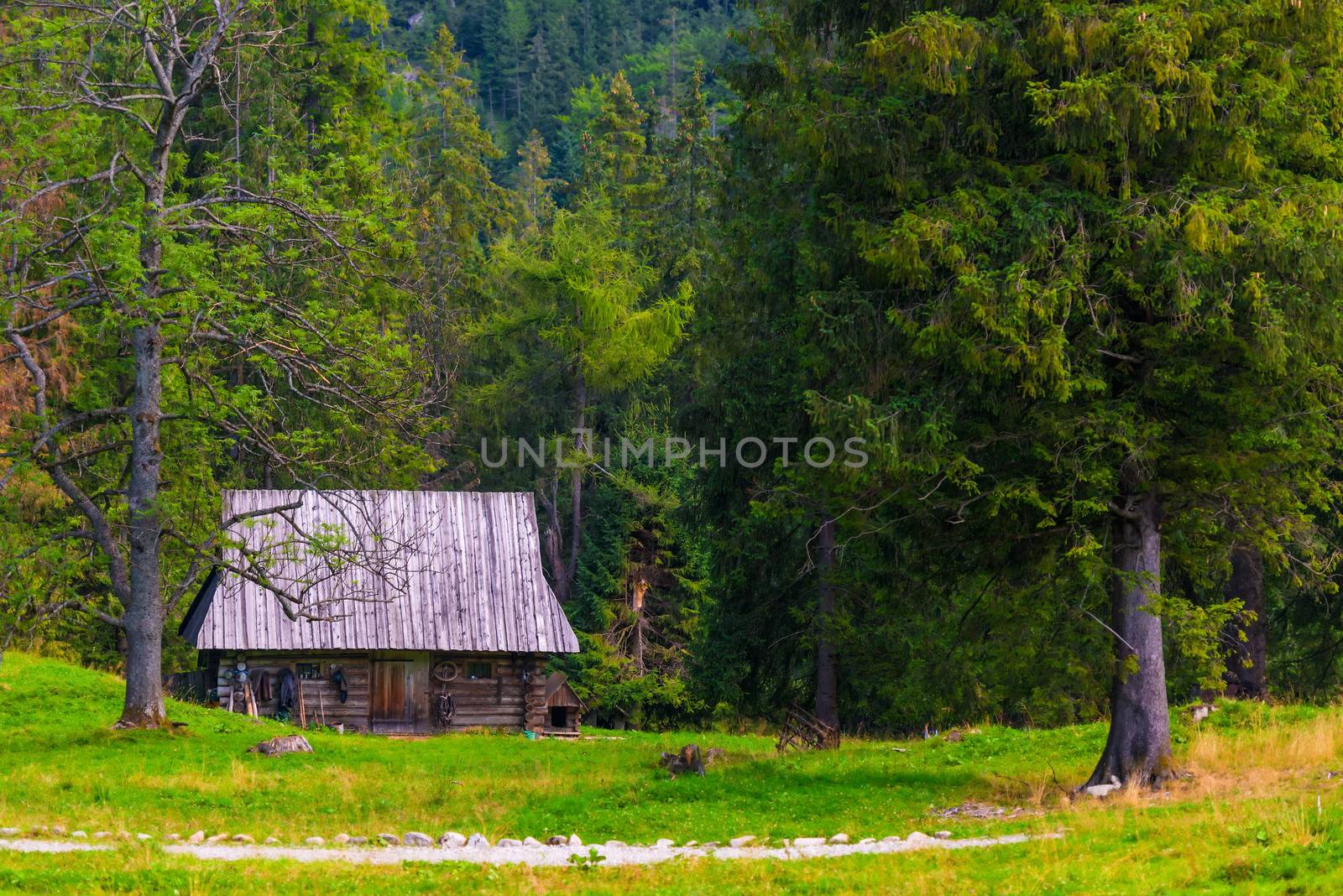 wooden hunting lodge at the edge of a coniferous forest by kosmsos111