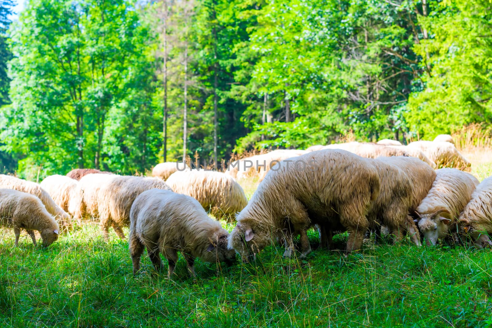 flock of sheep on the slopes of the Tatra Mountains in Zakopane, by kosmsos111