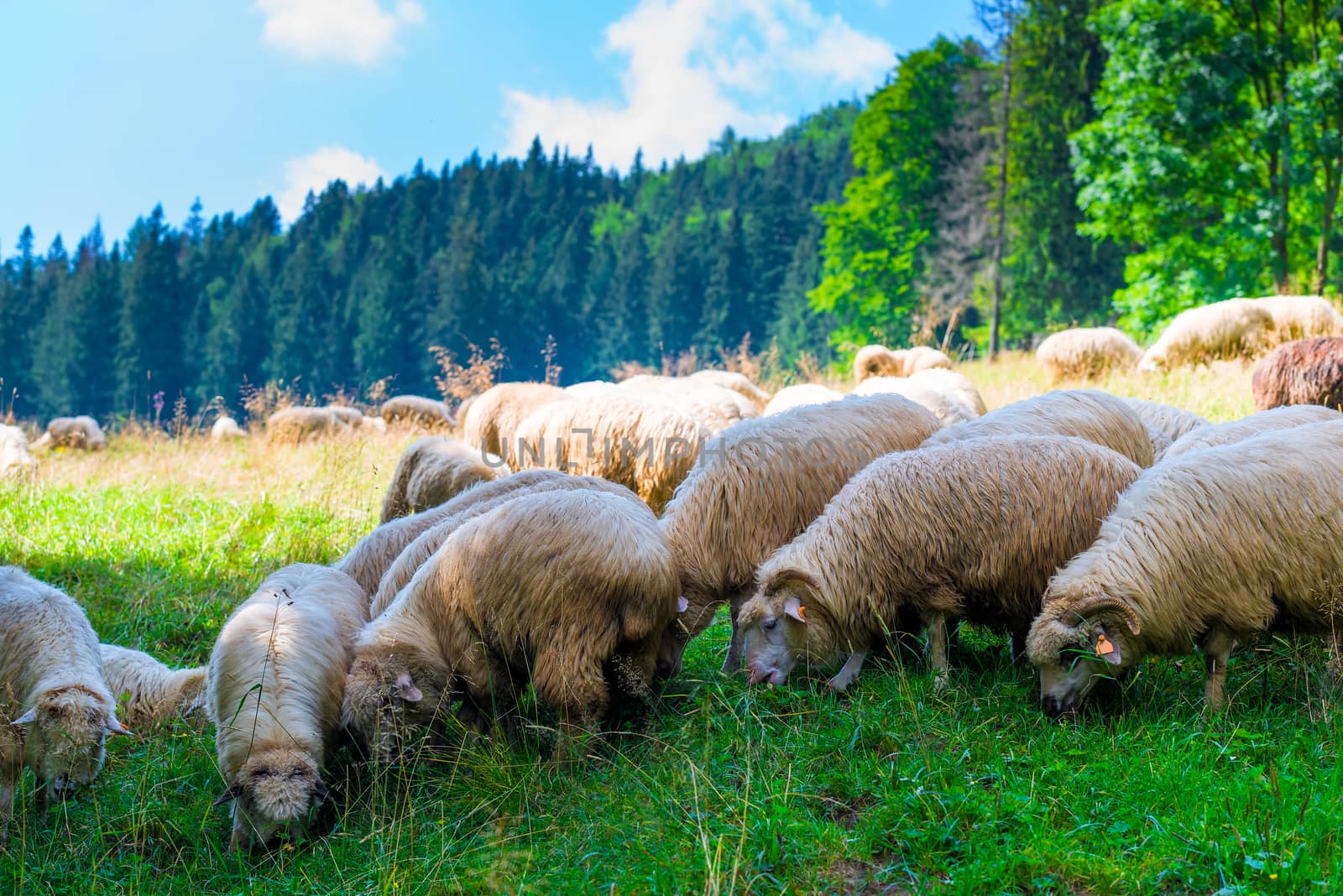 a herd of sheep grazing on the slopes of the Tatra Mountains in Zakopane, Poland