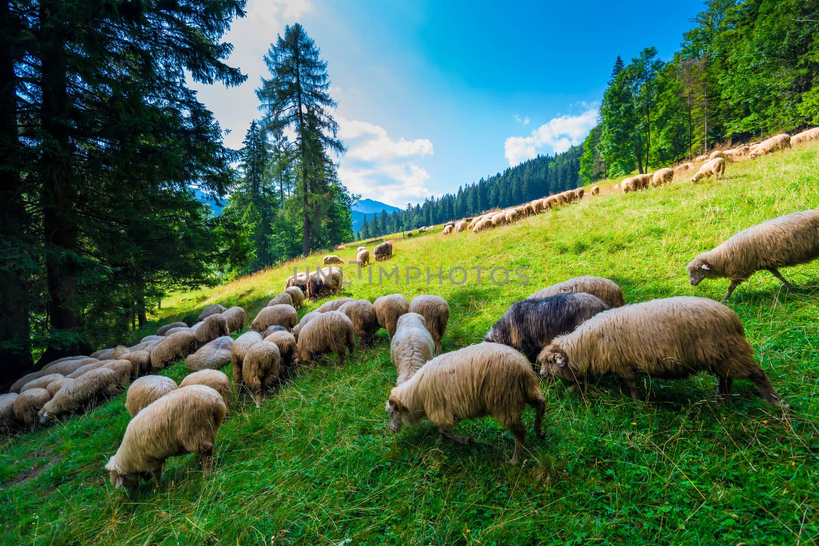 slope of the mountain with a green meadow, on which a flock of sheep grazing