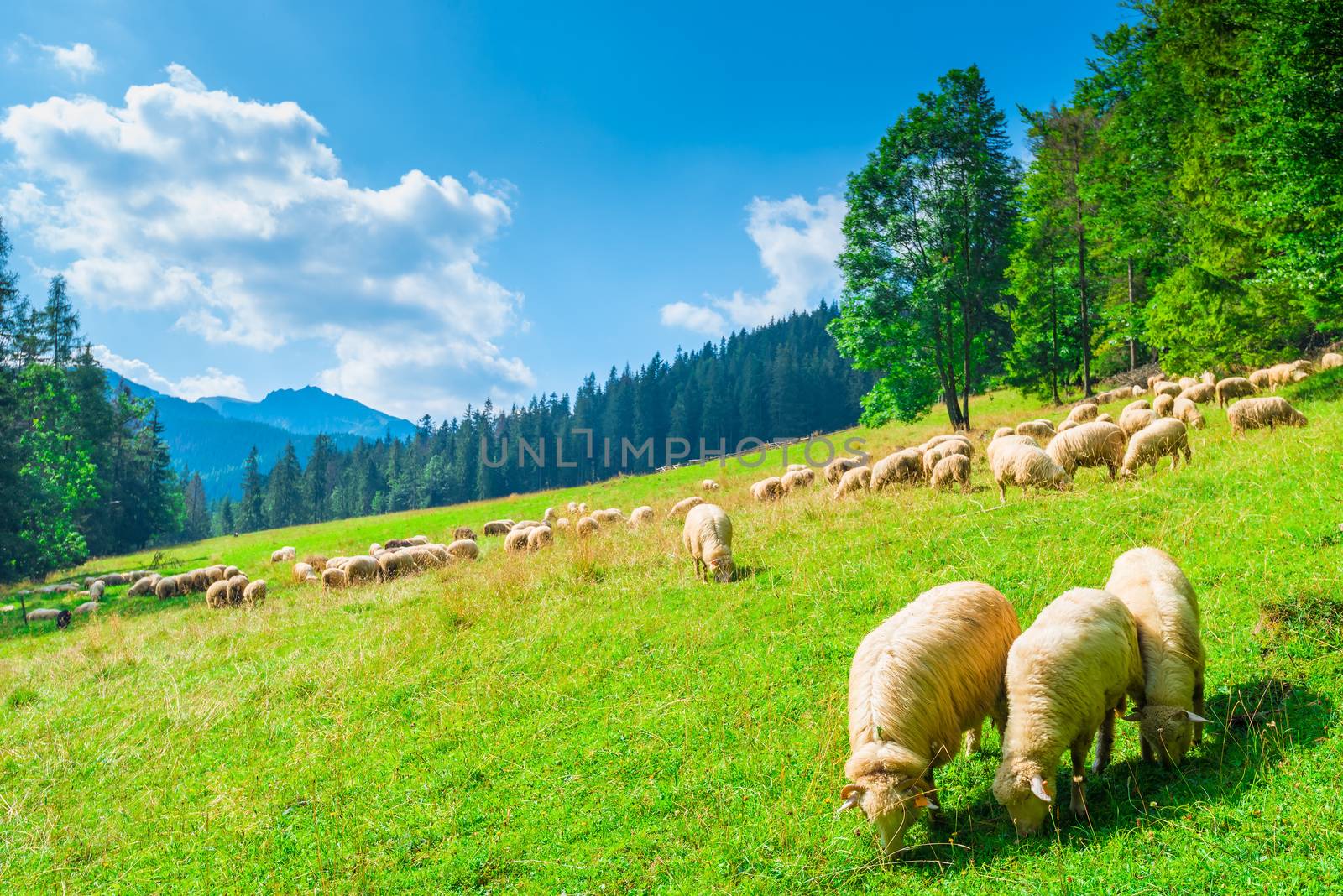 beautiful landscape mountainside slope and flock of sheep on a meadow on a sunny day