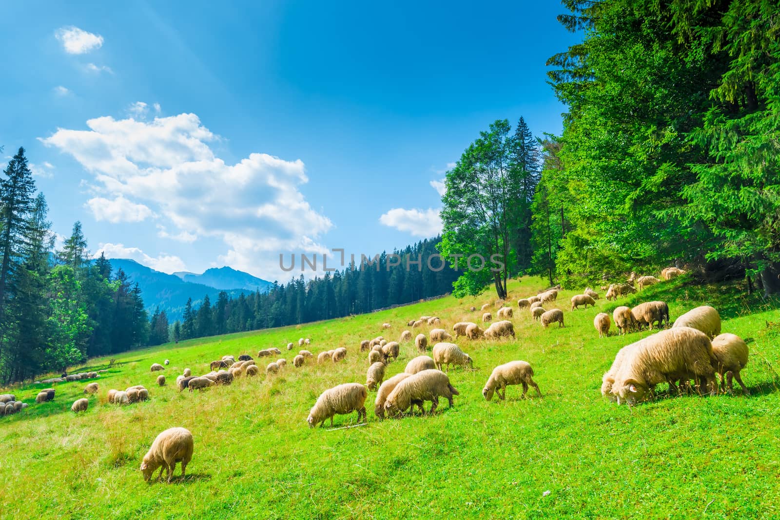 landscape slope of a mountain and flock of sheep on a meadow on a sunny day