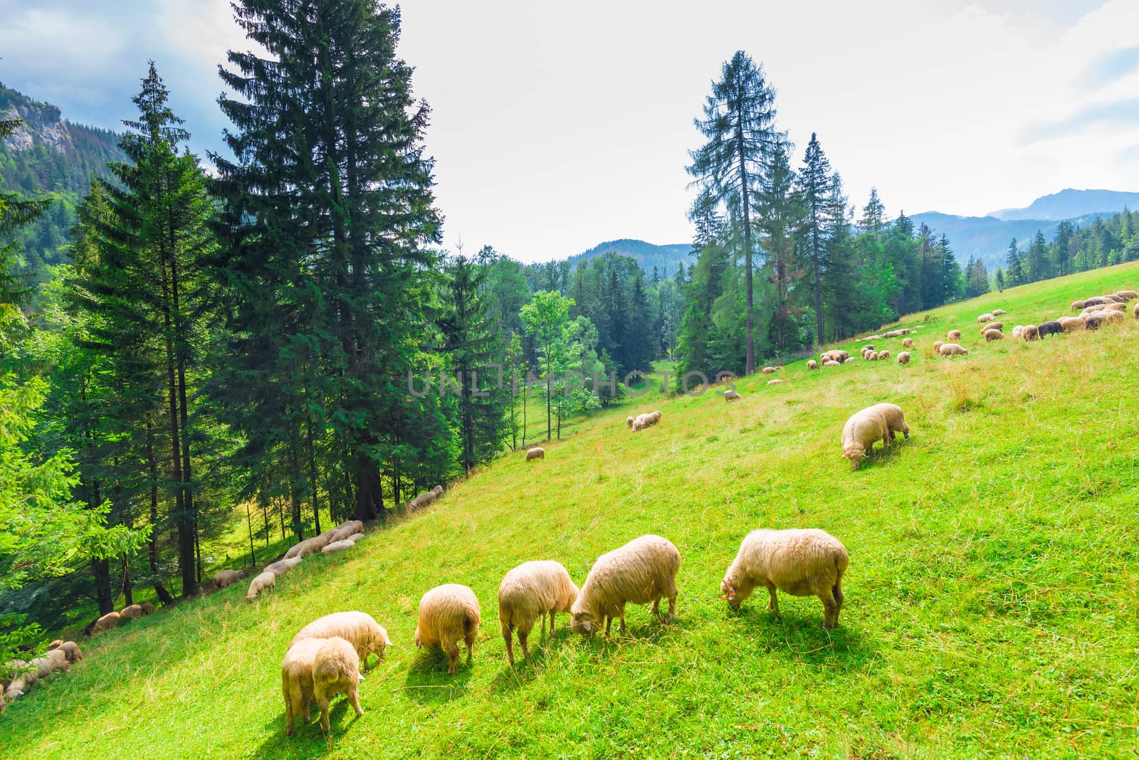 sheep on a mountainside grazing in a meadow