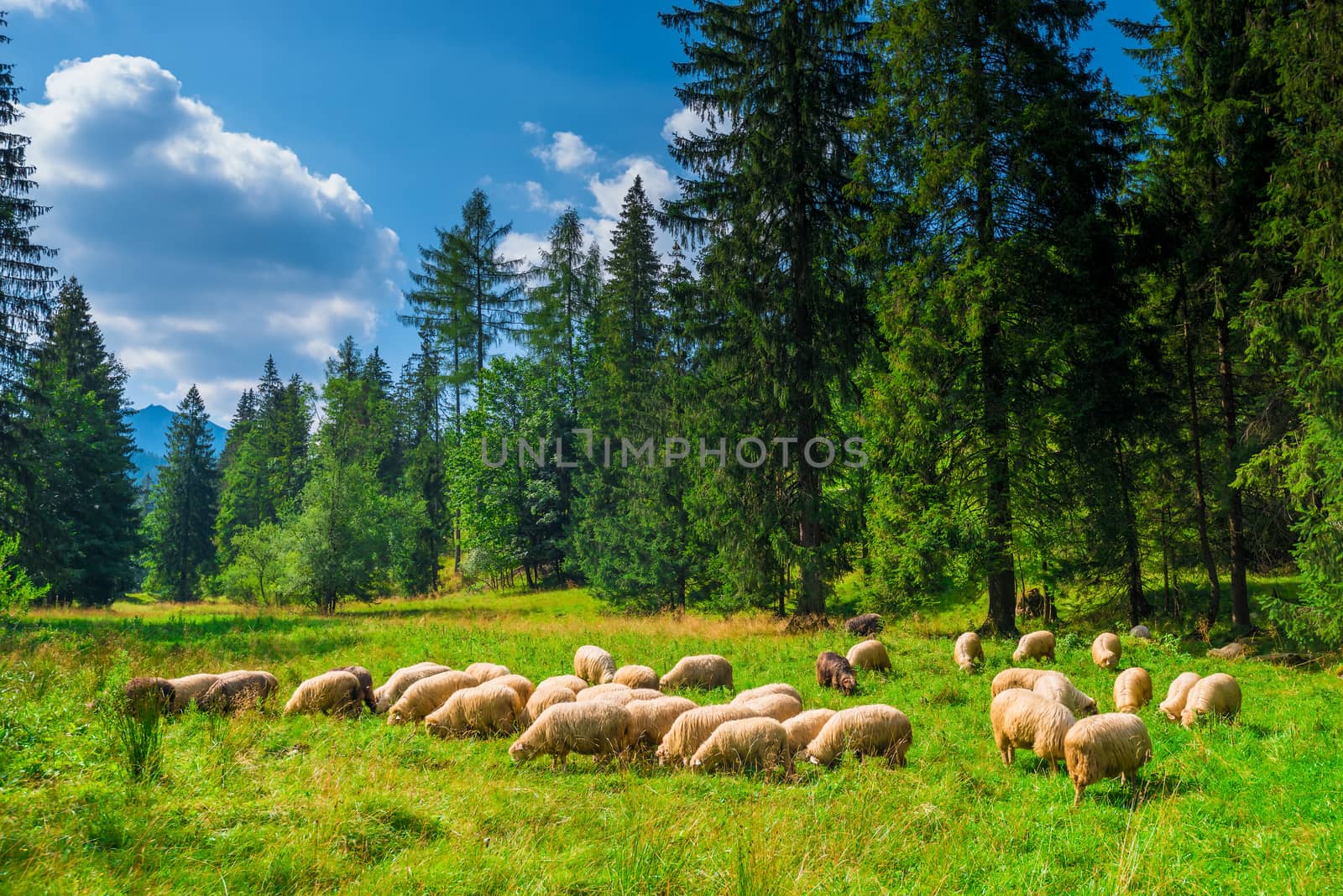 herd of long-haired sheep on a green meadow near the forest by kosmsos111