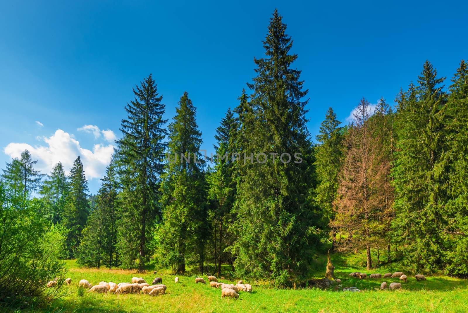 landscape Zakopane - flock of sheep on a green meadow on the slo by kosmsos111