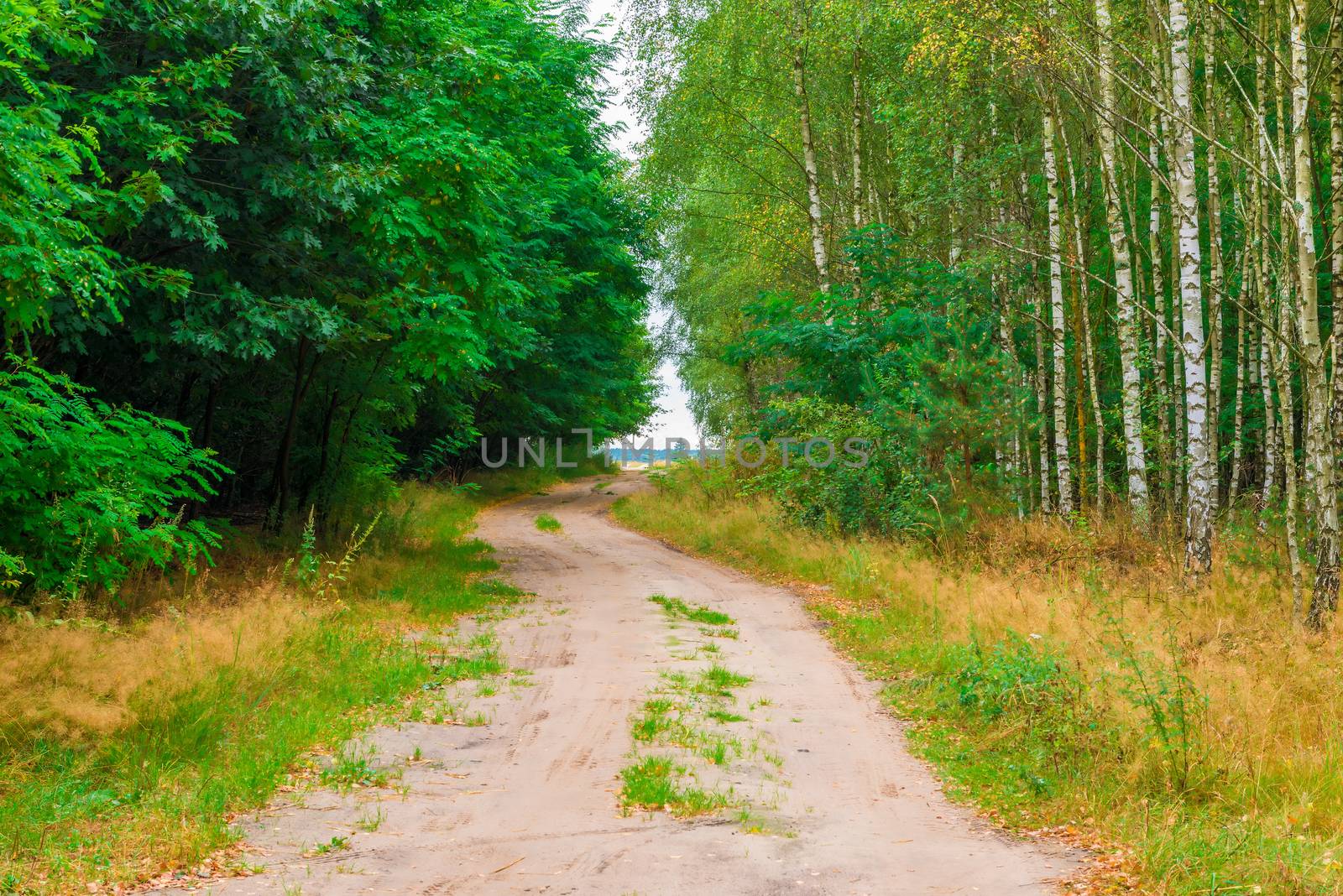 road in the countryside in a summer forest by kosmsos111