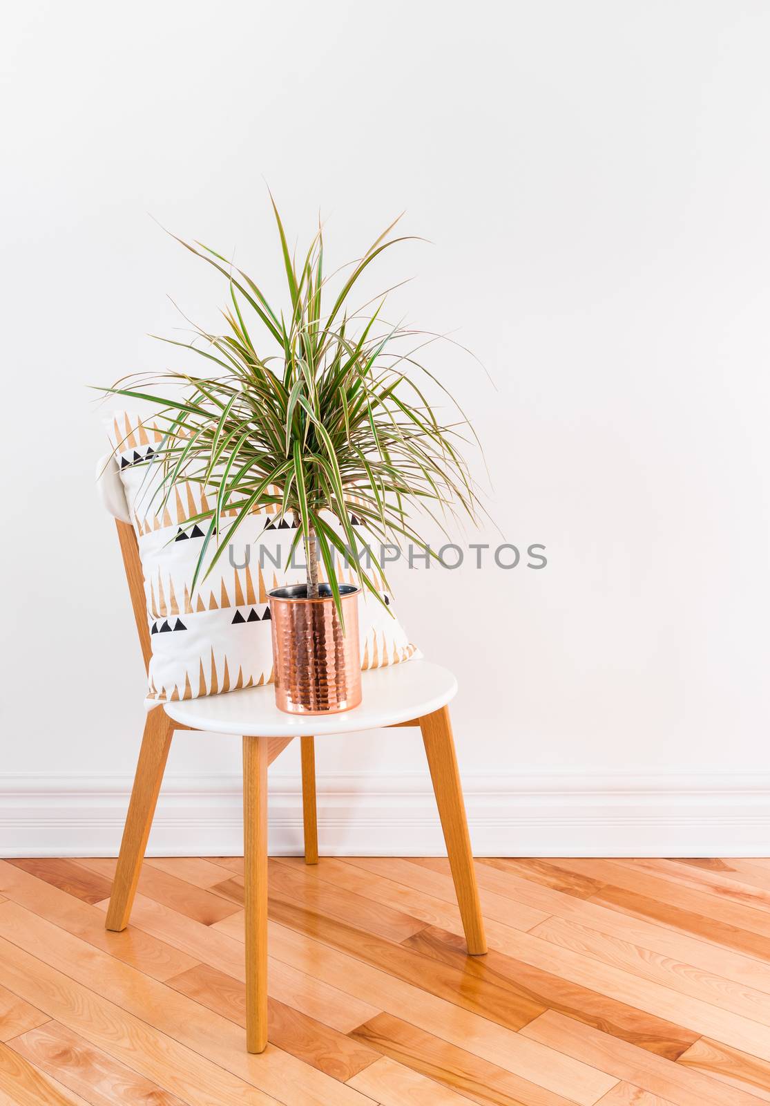Madagascar dragon tree in a copper pot, on a stylish chair. Modern home decor.
