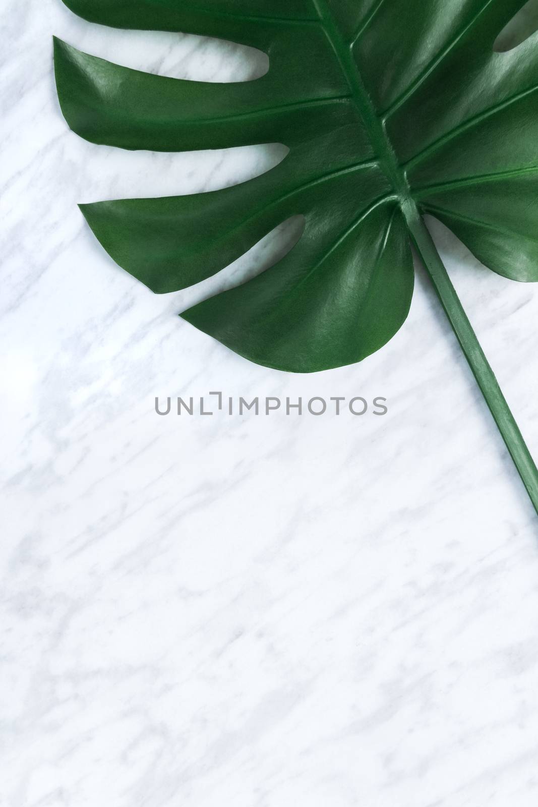 Dark tropical Monstera leaf on marble background. Popular plant in interior design.