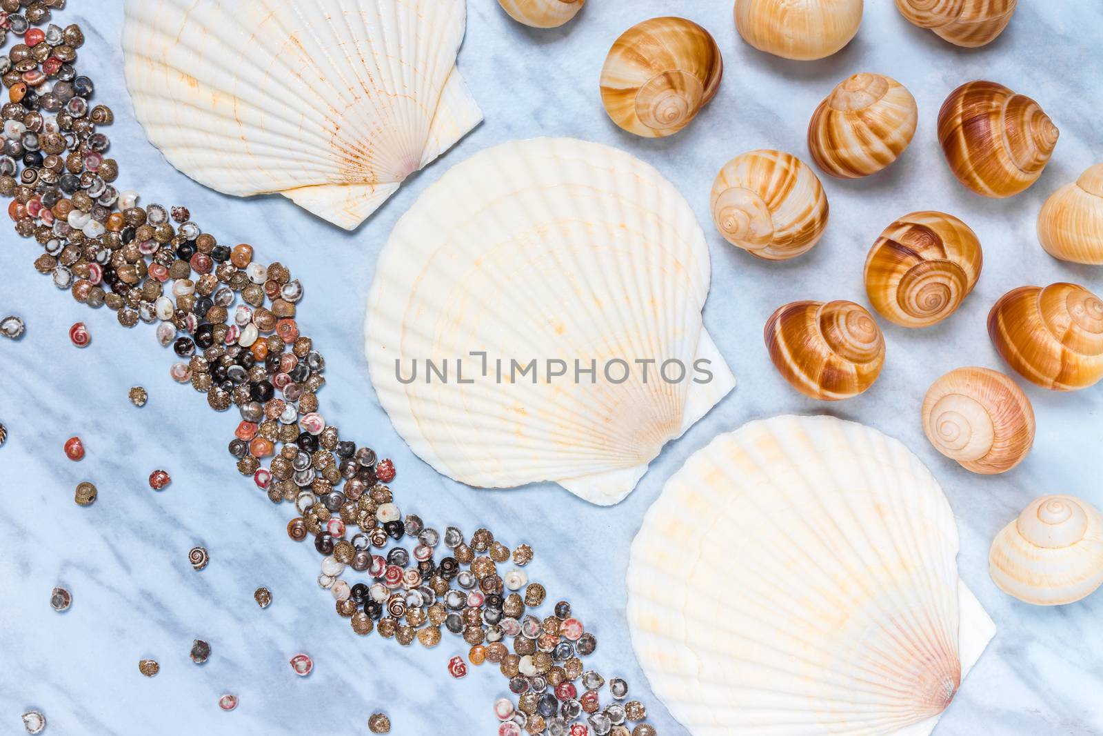 Seashells of different sizes on blue marble background. Flat lay composition.