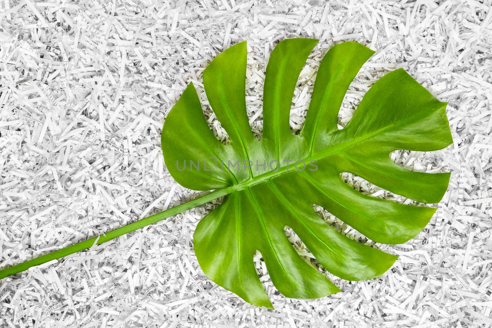 Tropical green Monstera leaf in a heap of shredded paper. Recycling concept.