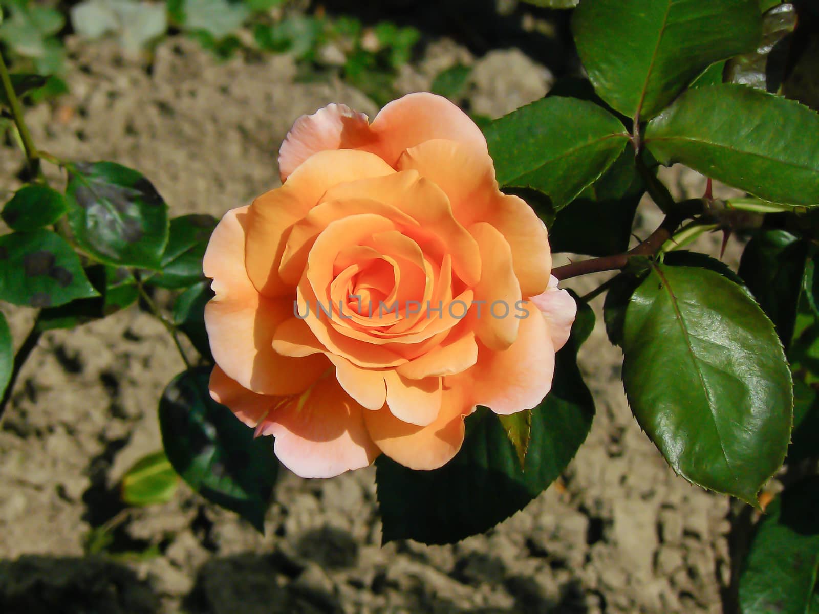 Close-up of an Orange Hybrid T Rose by phil_bird