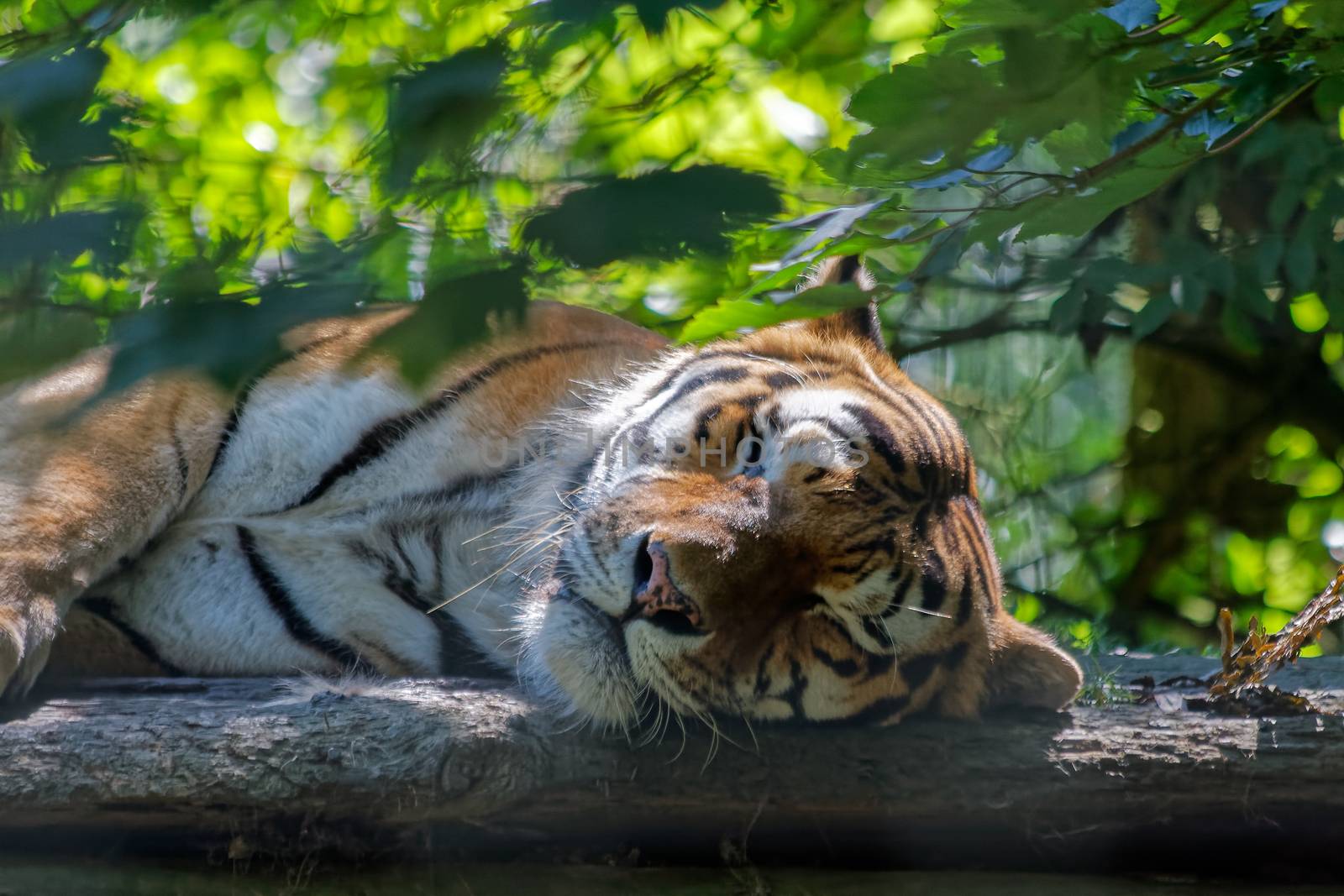 Bengal Tiger (Panthera tigris tigris) sleeping by phil_bird