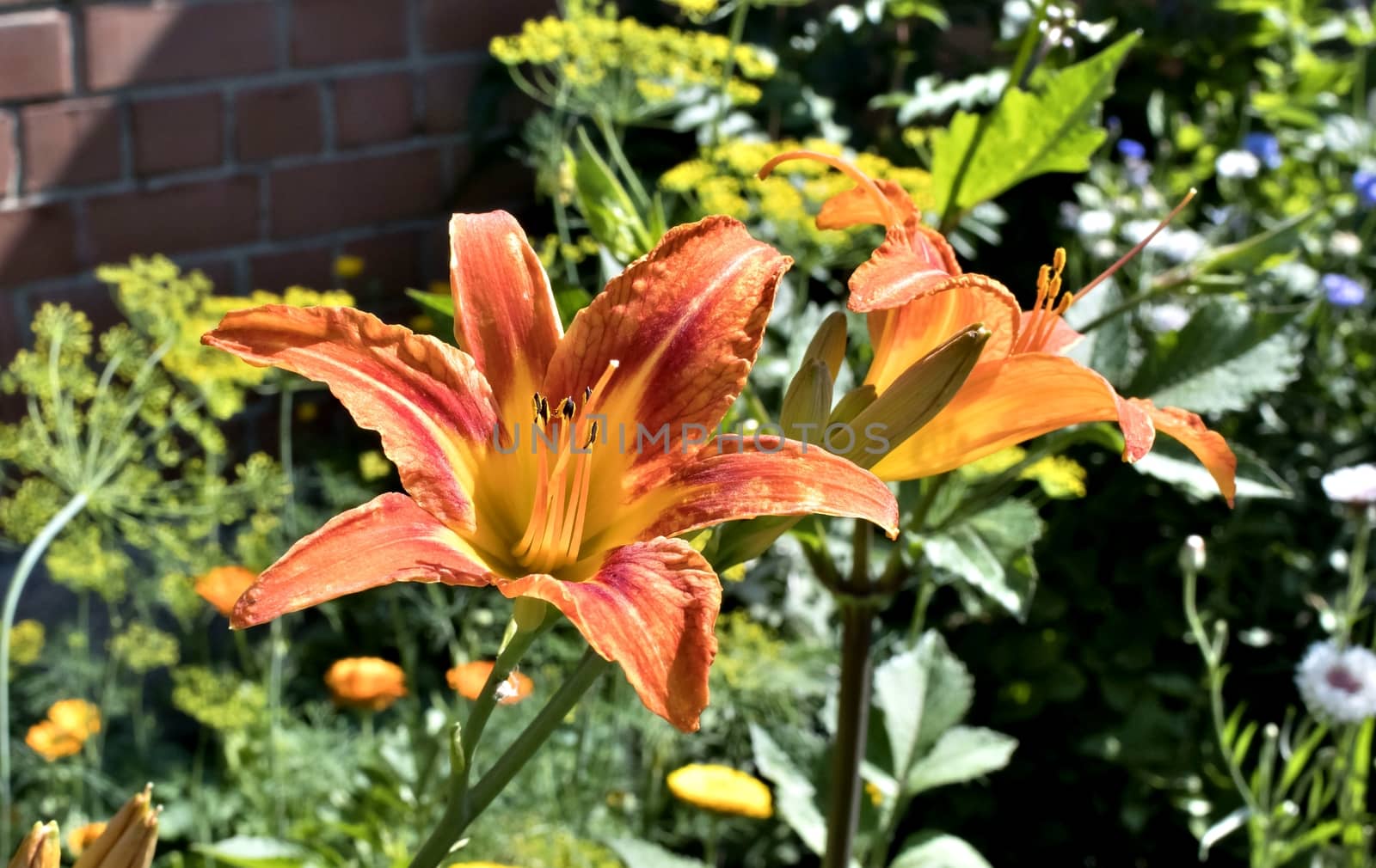 orange tiger Lily flower on blurred nature background
