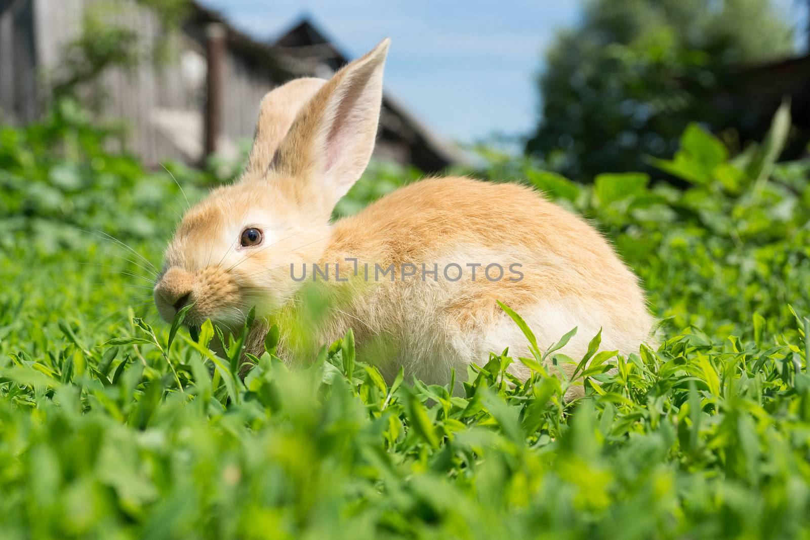 Rabbit on the grass, Russia, village, summer
