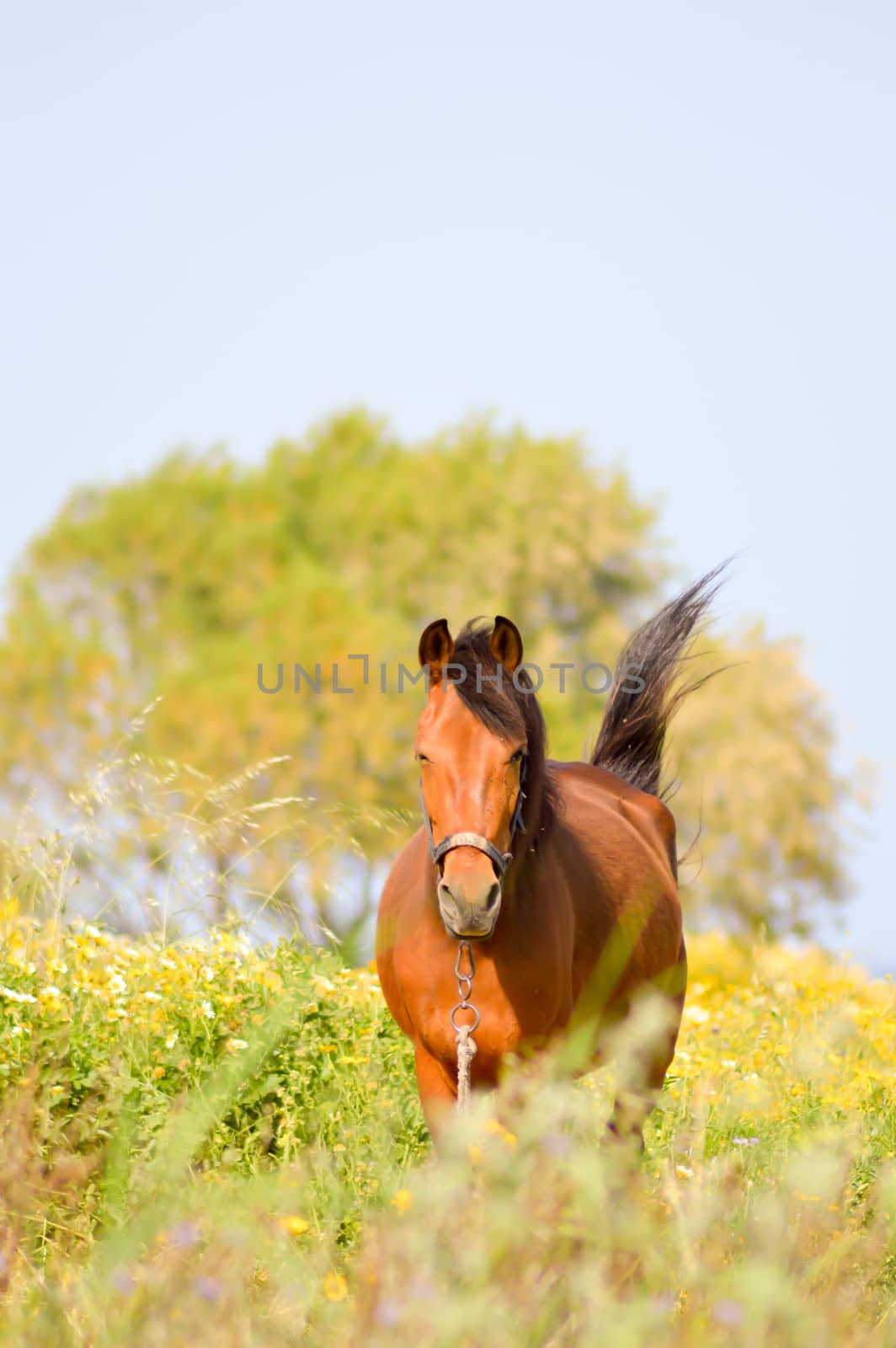 Brown horse in a meadow filled with daisies  by Philou1000