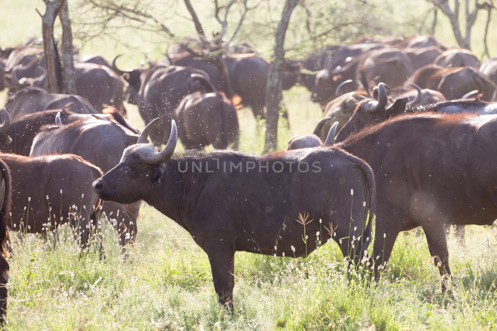 African Buffalo or Cape buffalo, Syncerus caffer, herd in the Ngorongoro Crater national park, Tanzania.