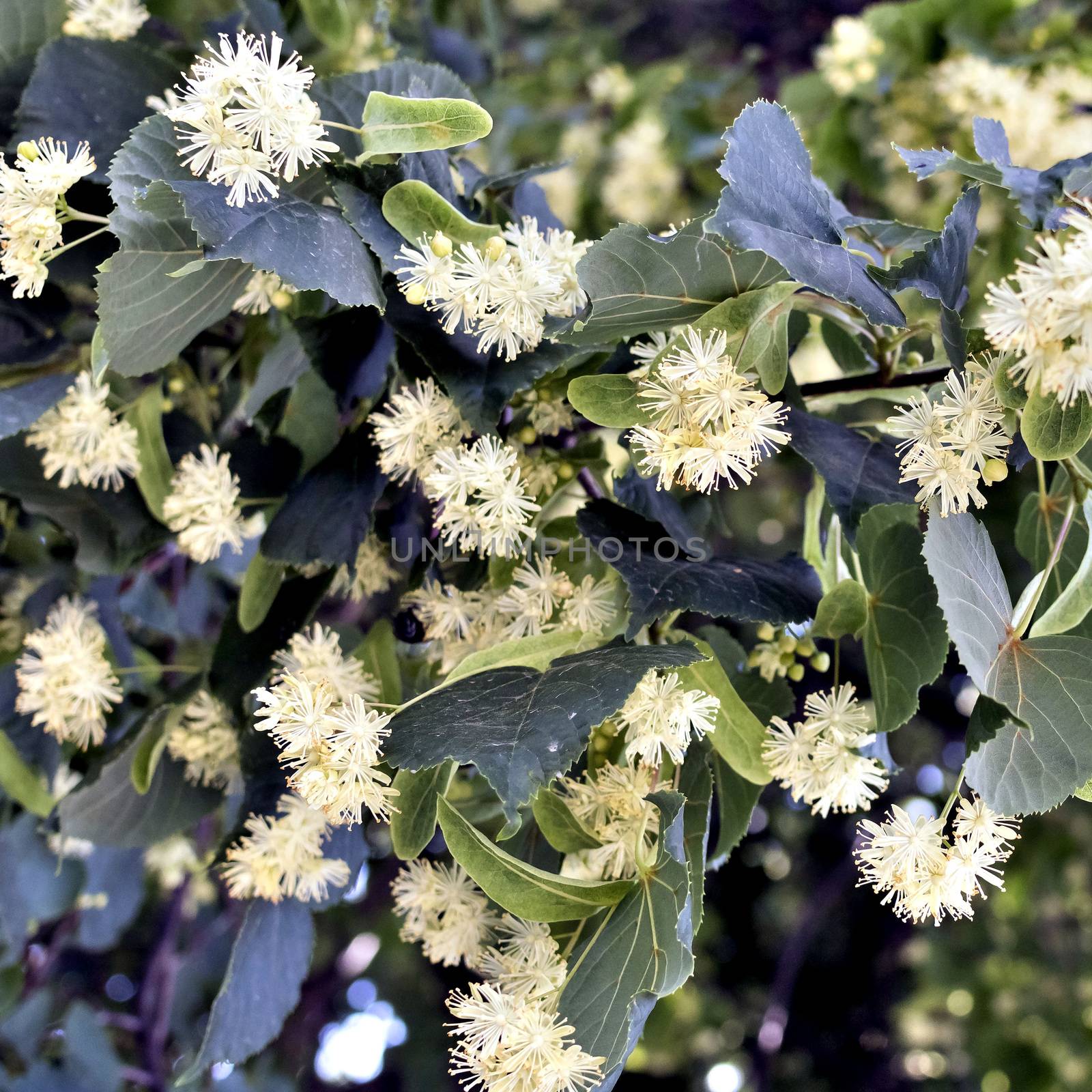 flowers of the Linden tree, soft focus